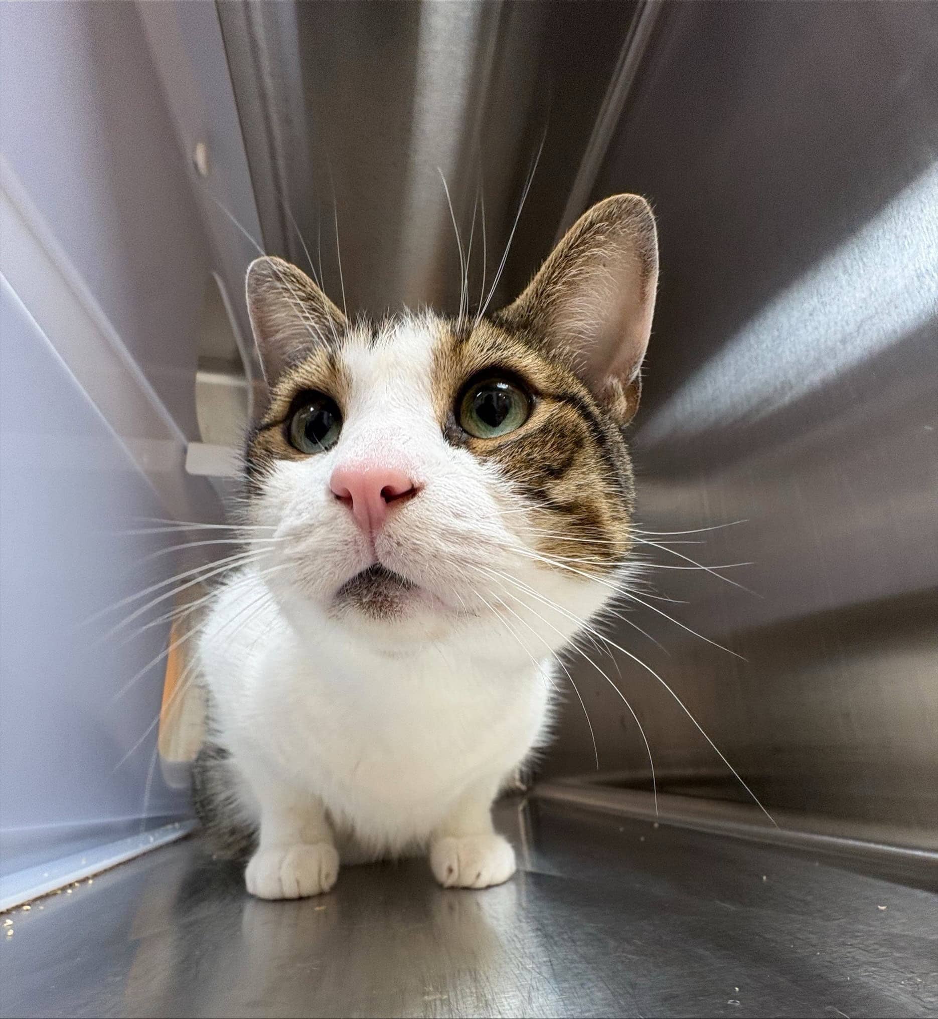 Totake - Domestic Short Hair cat available for adoption at Proanima in Boucherville