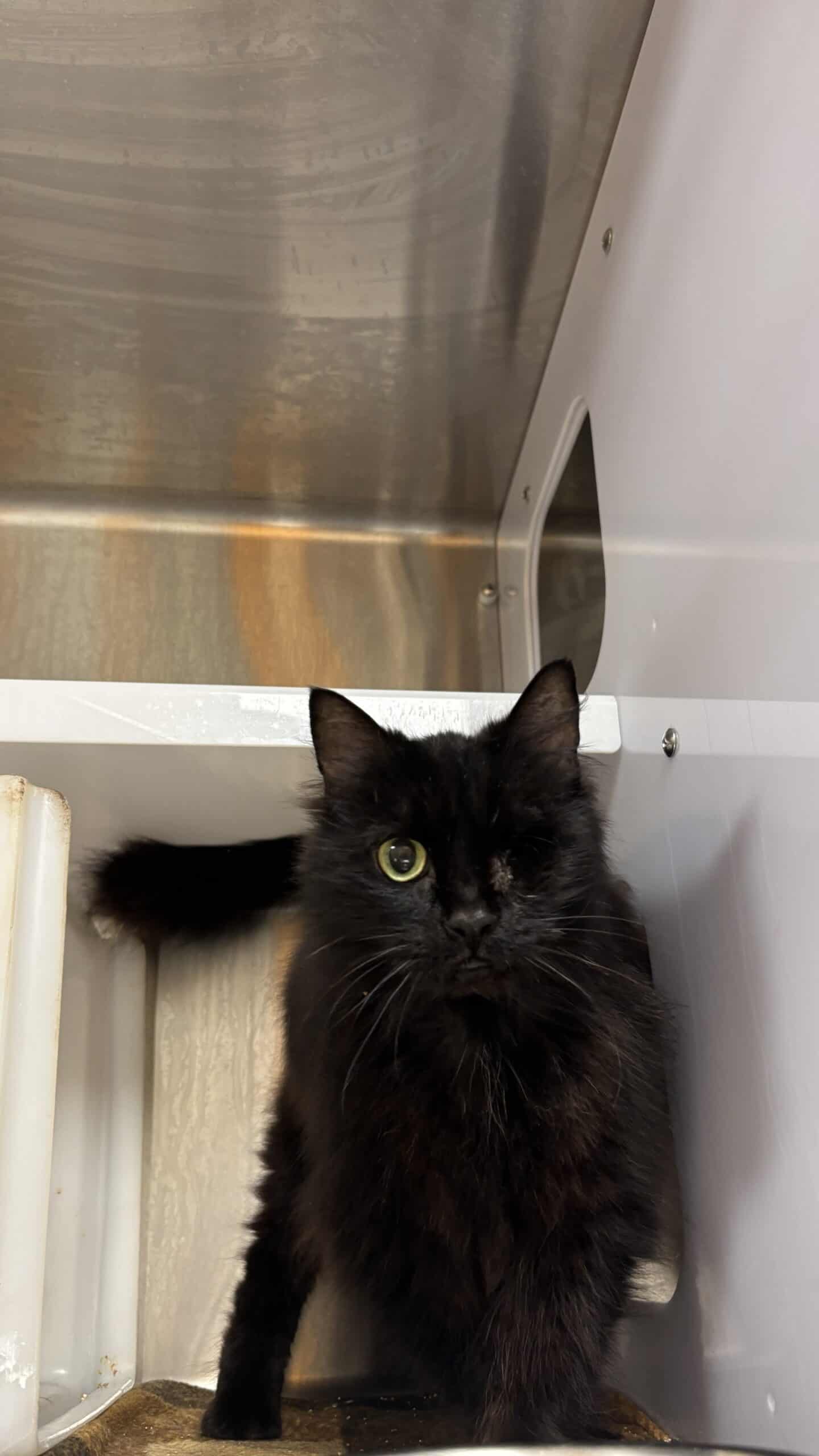 Wanda - Domestic Short Hair available for adoption