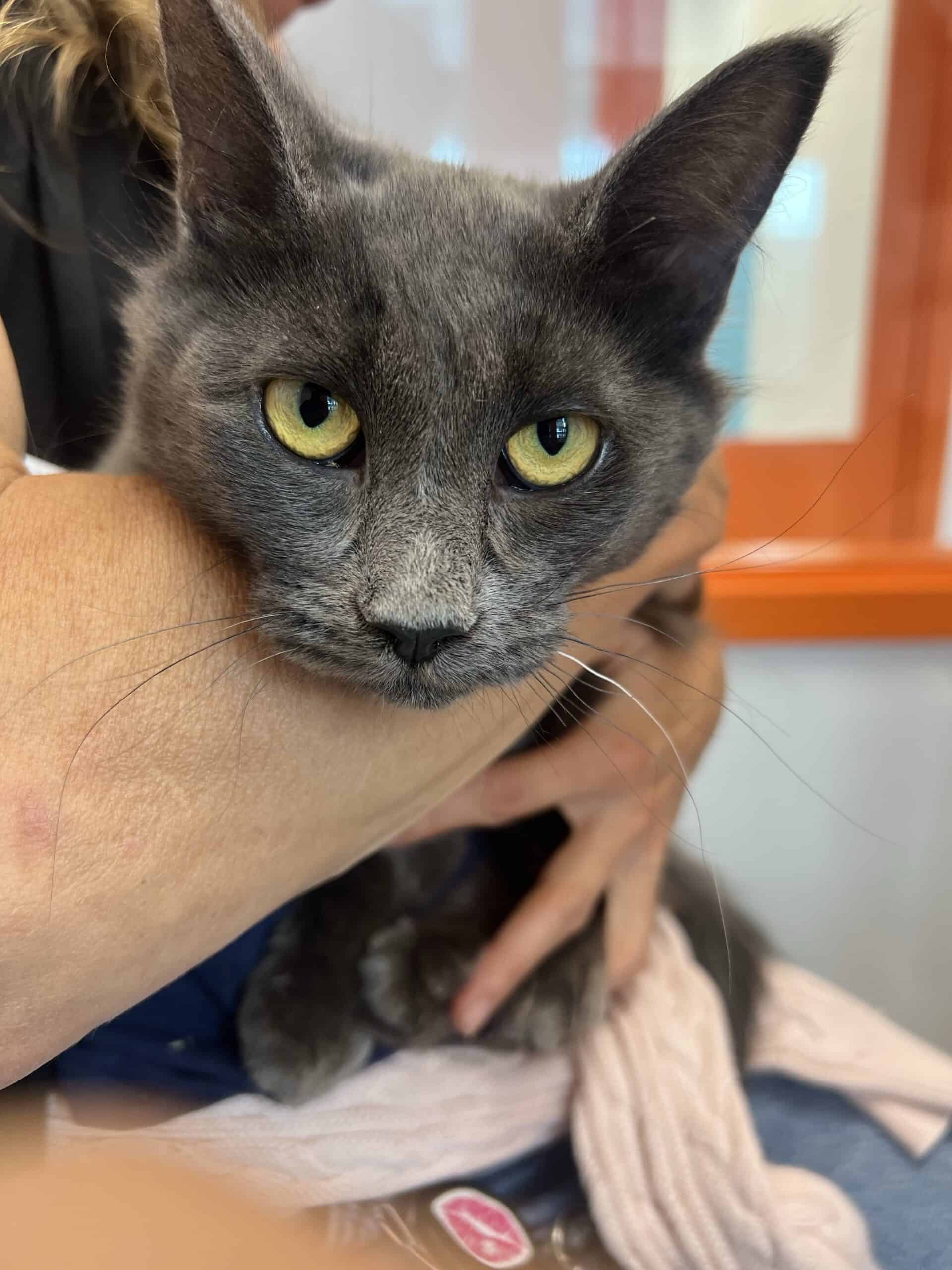 Laurie - Domestic Short Hair cat available for adoption at Proanima in Montreal