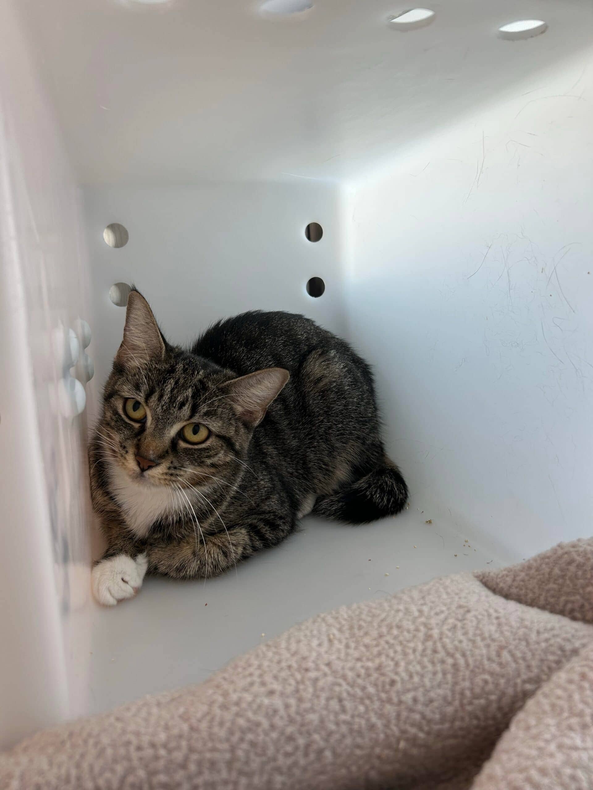 Joy - Domestic Short Hair cat available for adoption at Proanima in Montreal