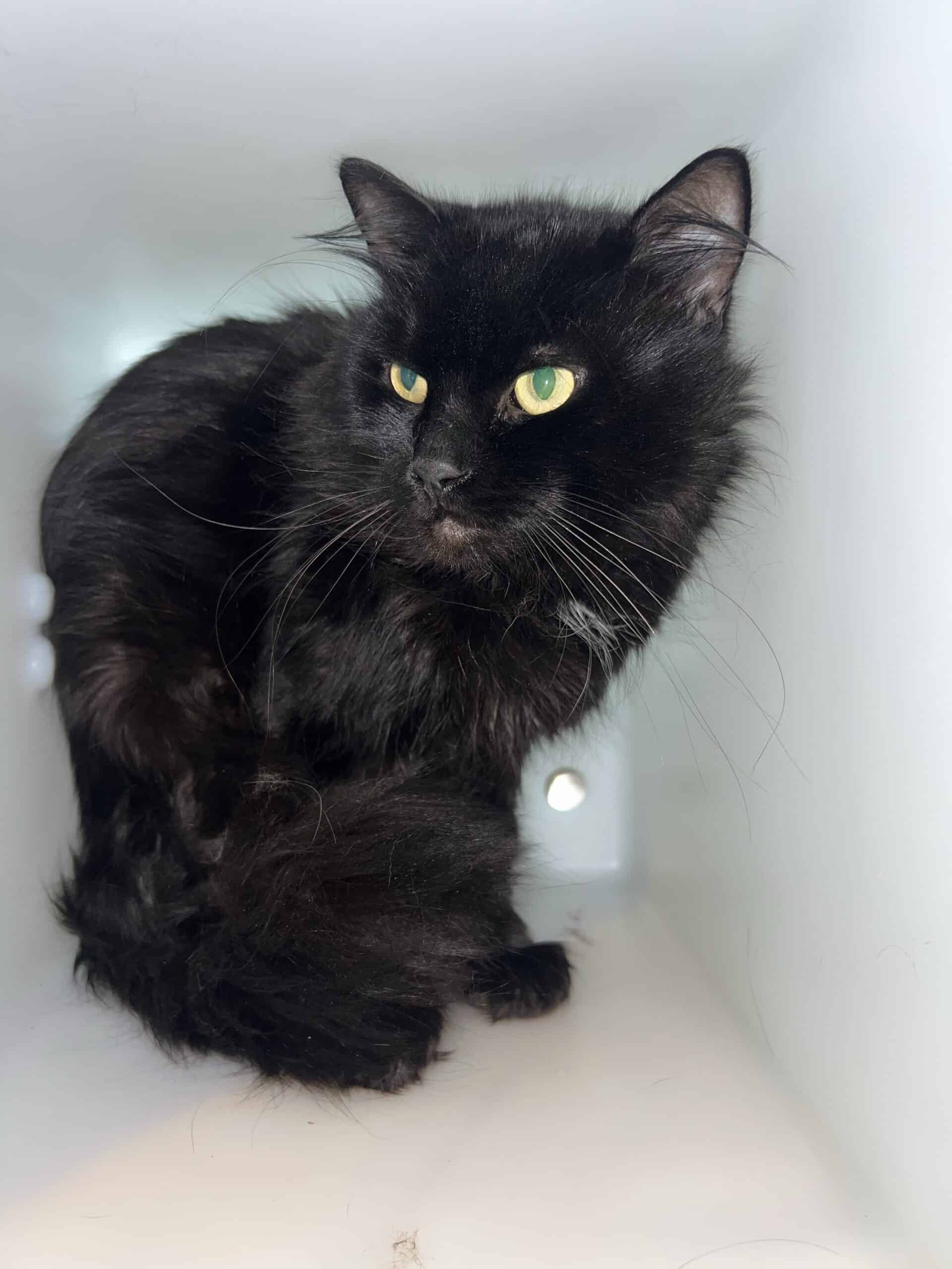Pacha - Domestic Short Hair cat available for adoption at Proanima in Montreal