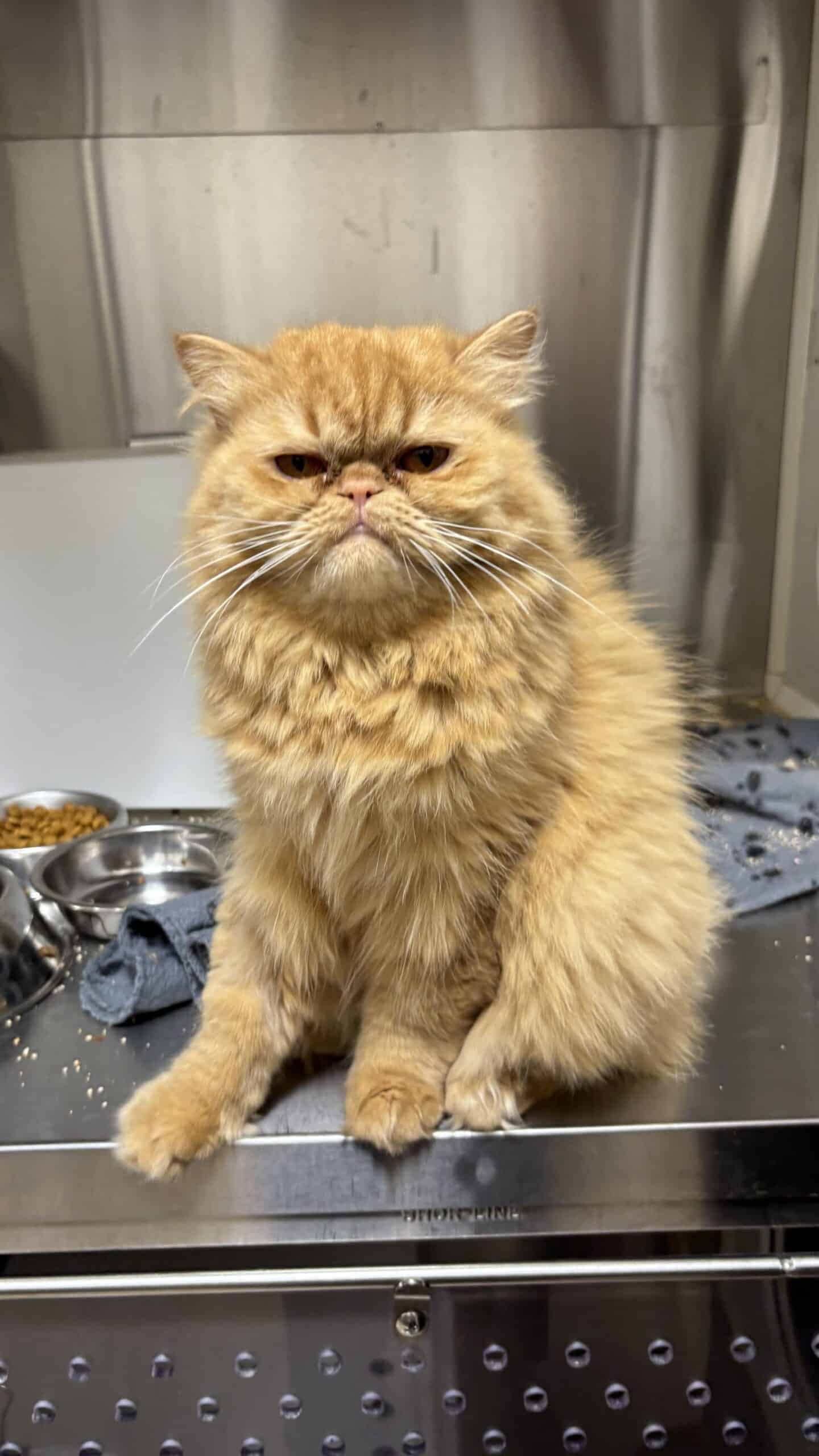 Miro - Persian cat available for adoption at Proanima in Boucherville