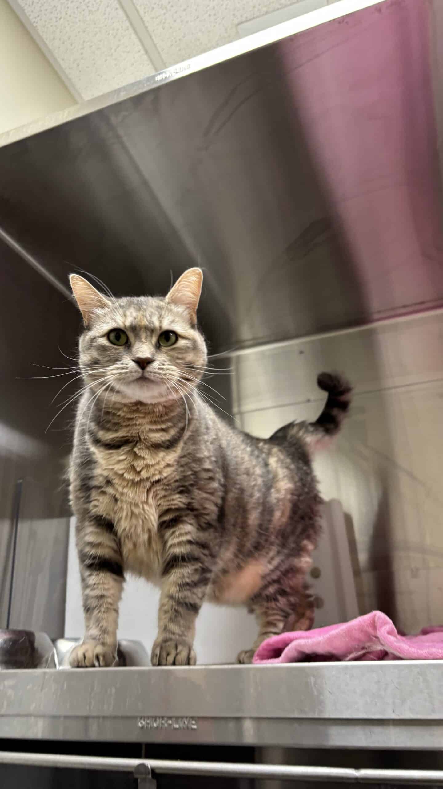 Lilo - Domestic Short Hair cat available for adoption at Proanima in Boucherville