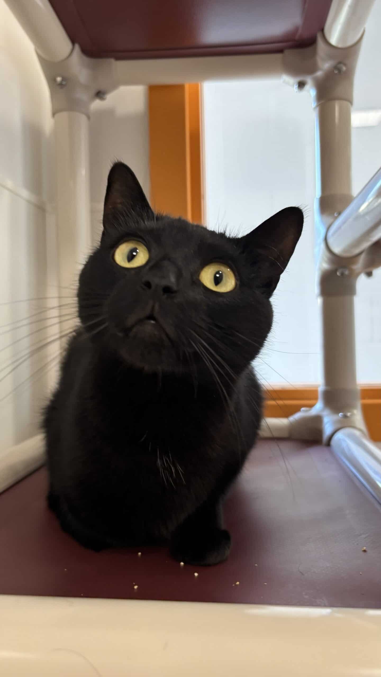 Nour - Domestic Short Hair available for adoption