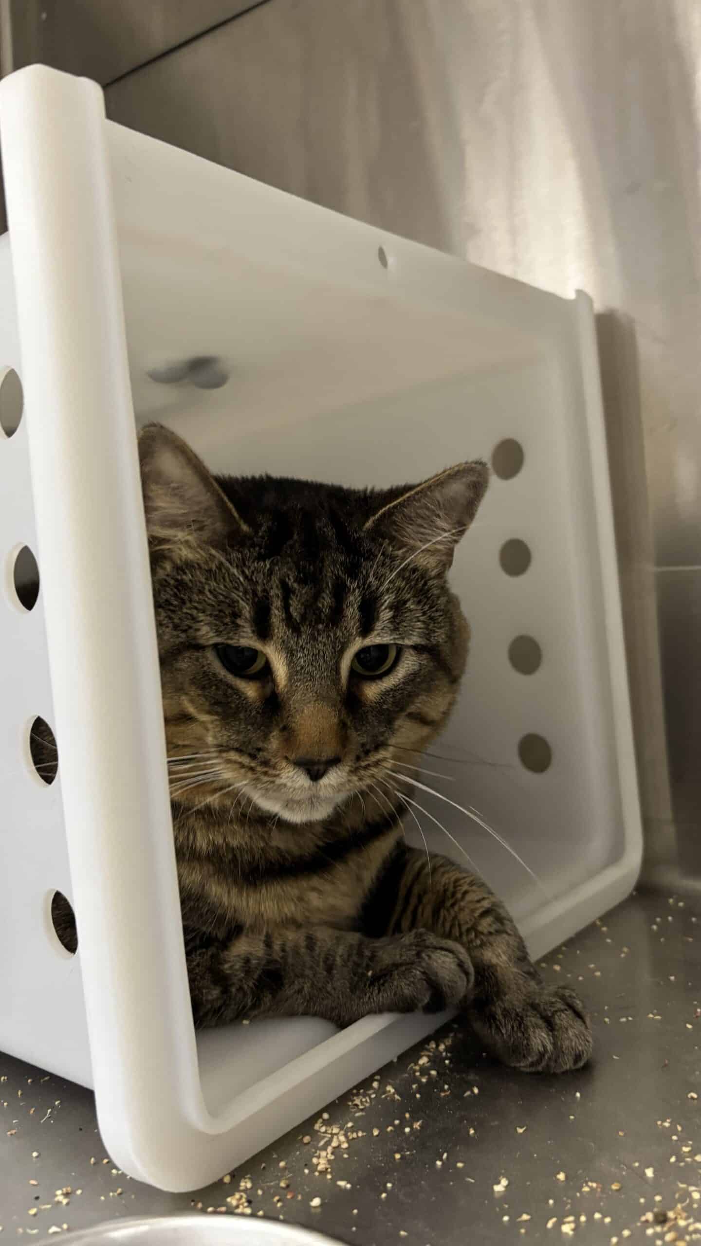 Minouche - Domestic Short Hair available for adoption
