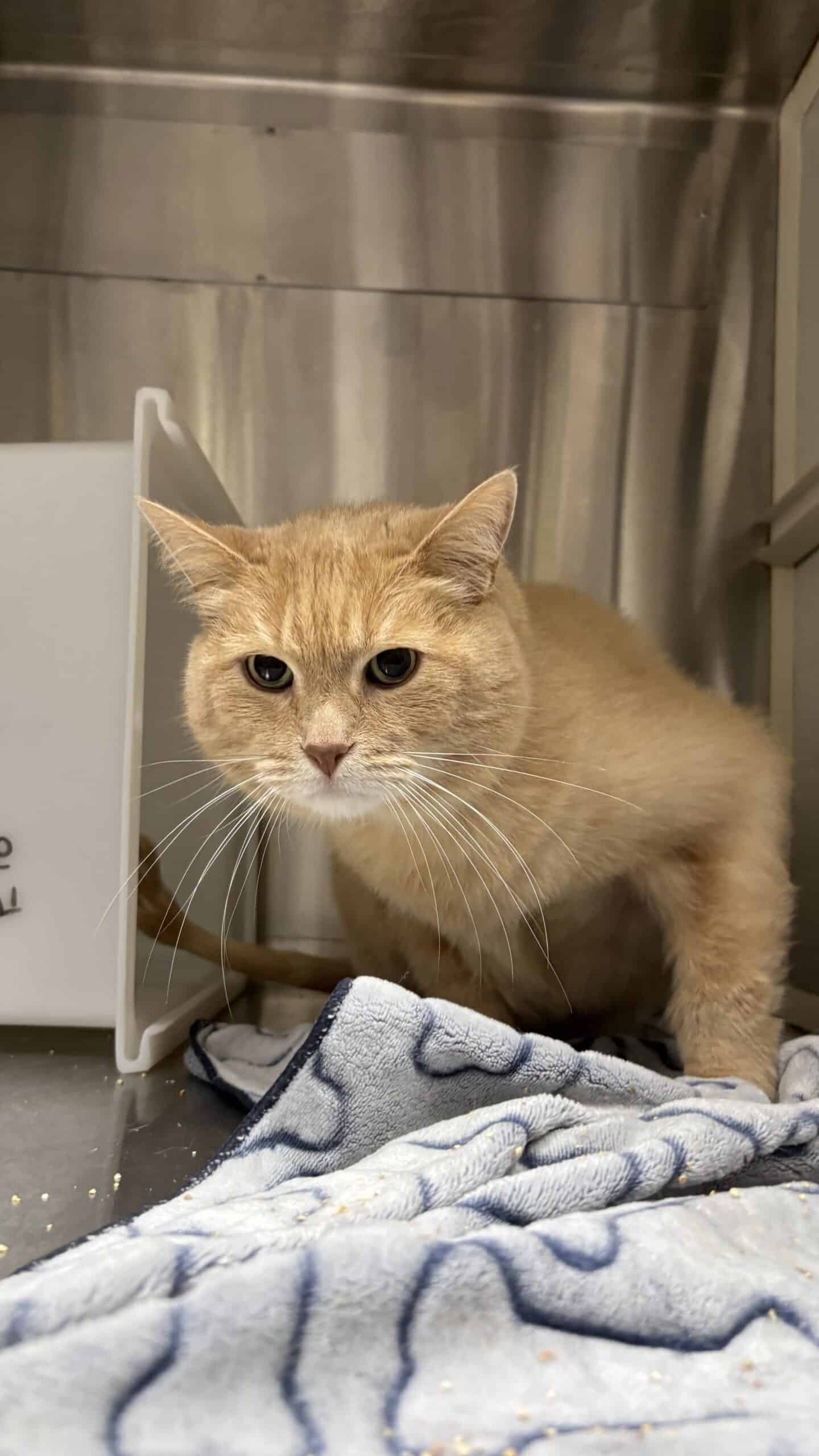 Ti-Roger - Domestic Short Hair available for adoption