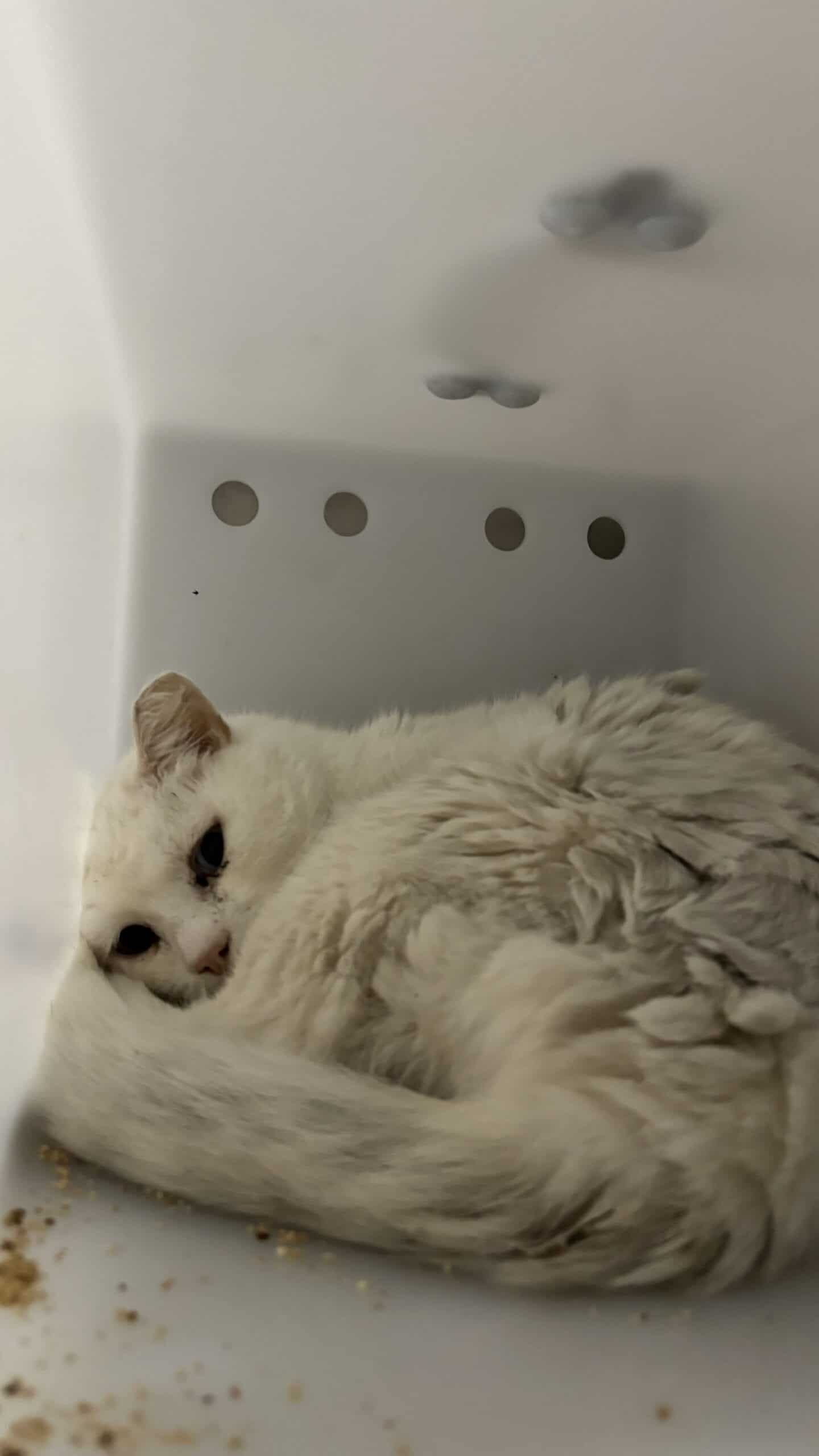 Babybel - Domestic Short Hair available for adoption