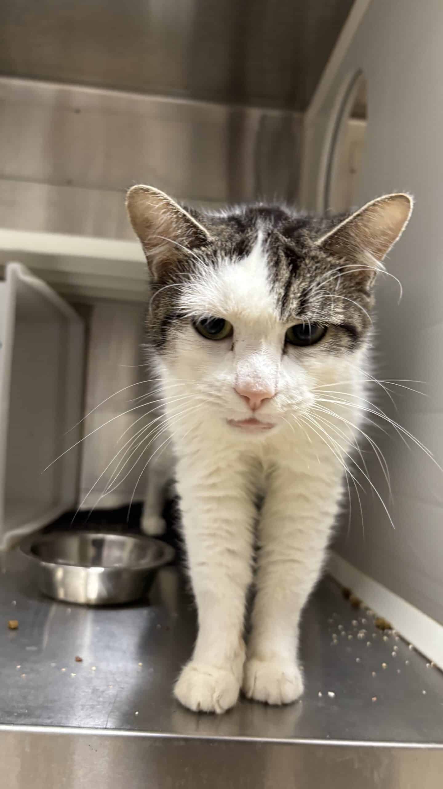 Timbit poudré aux fraises - Domestic Short Hair available for adoption