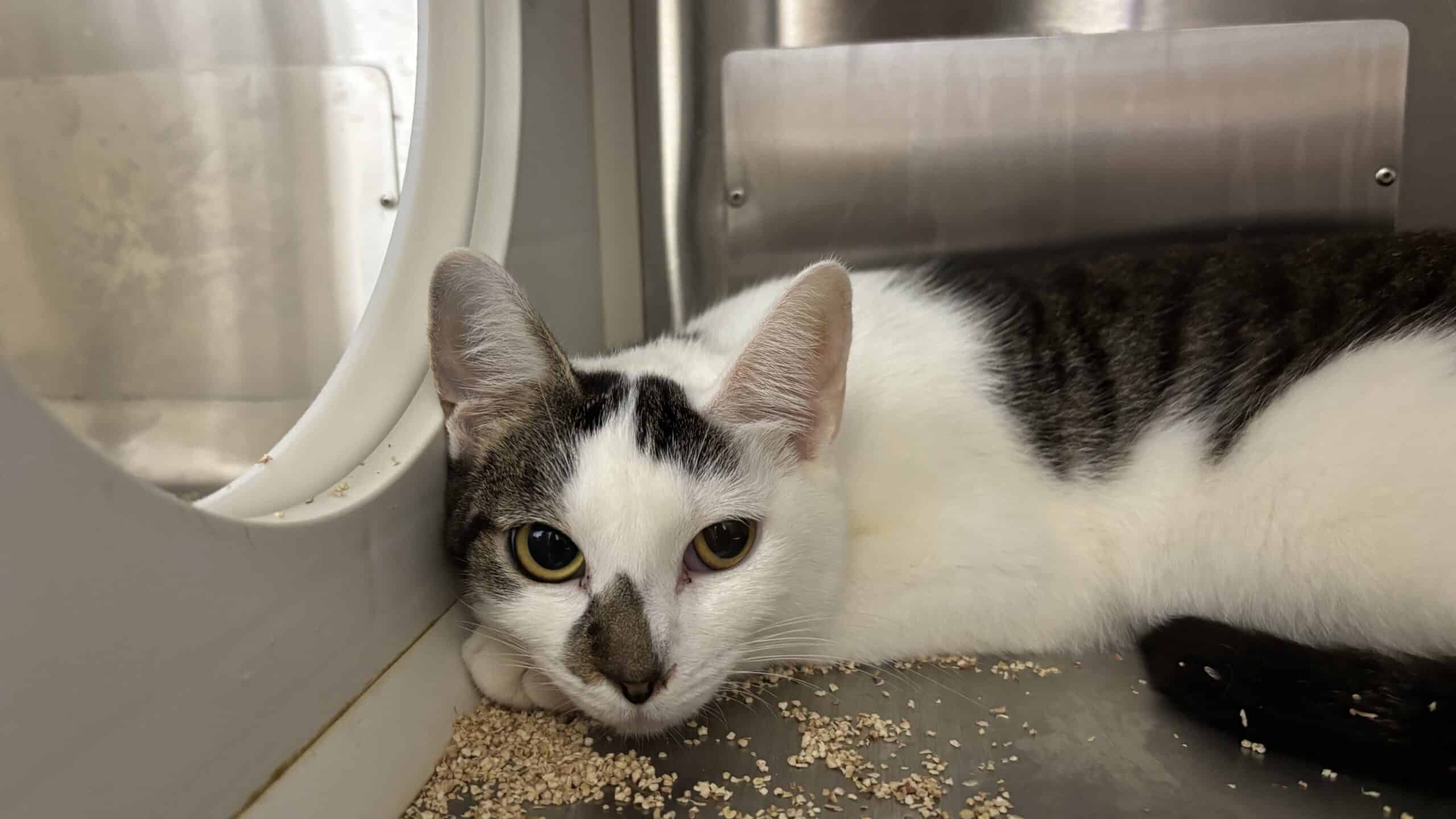 Timbit glacé au miel - Domestic Short Hair cat available for adoption at Proanima in Boucherville