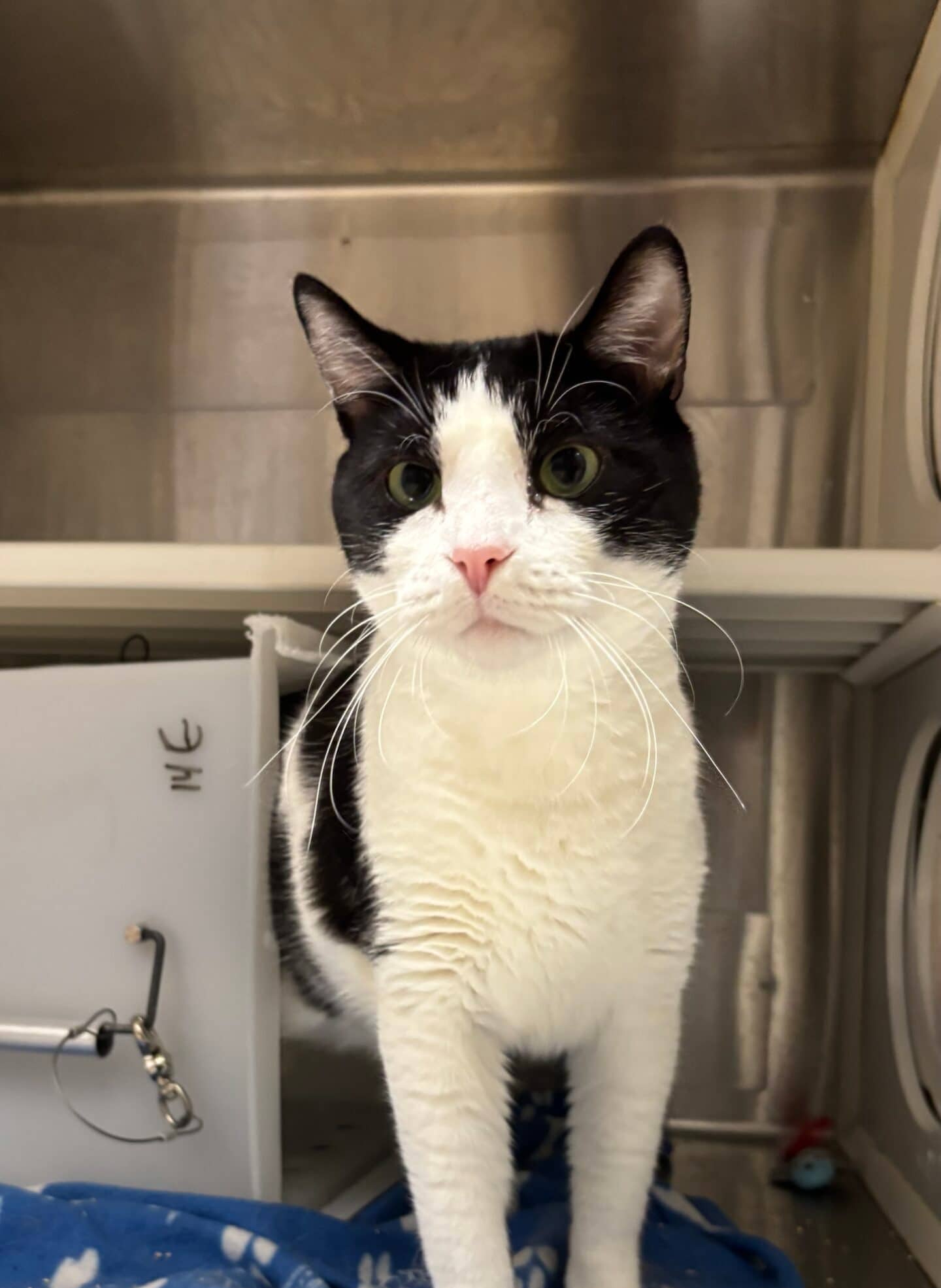 Timalin - Domestic Short Hair available for adoption