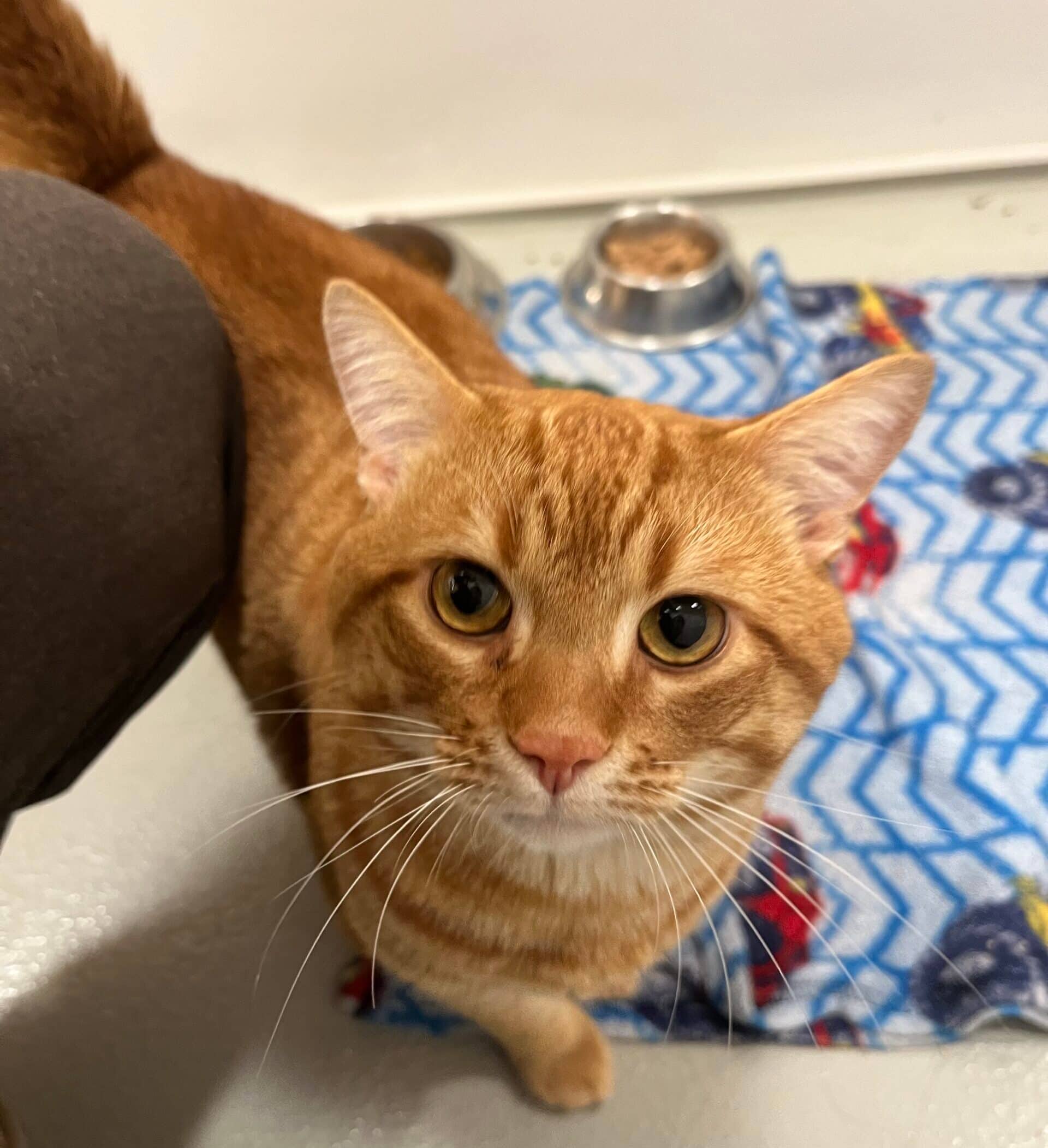 Sunny - Domestic Short Hair cat available for adoption in Quebec