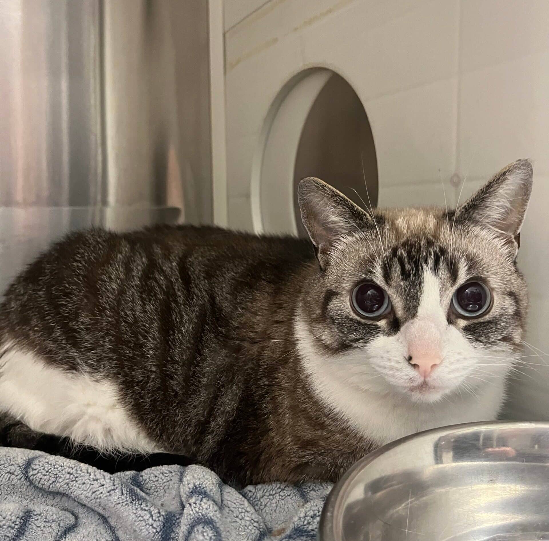 Alice - Domestic Short Hair cat available for adoption at Proanima in Boucherville