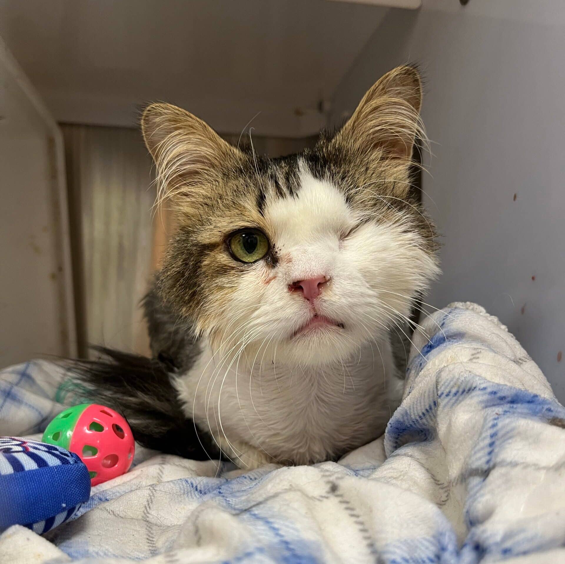 Feu - Domestic Short Hair cat available for adoption in Quebec