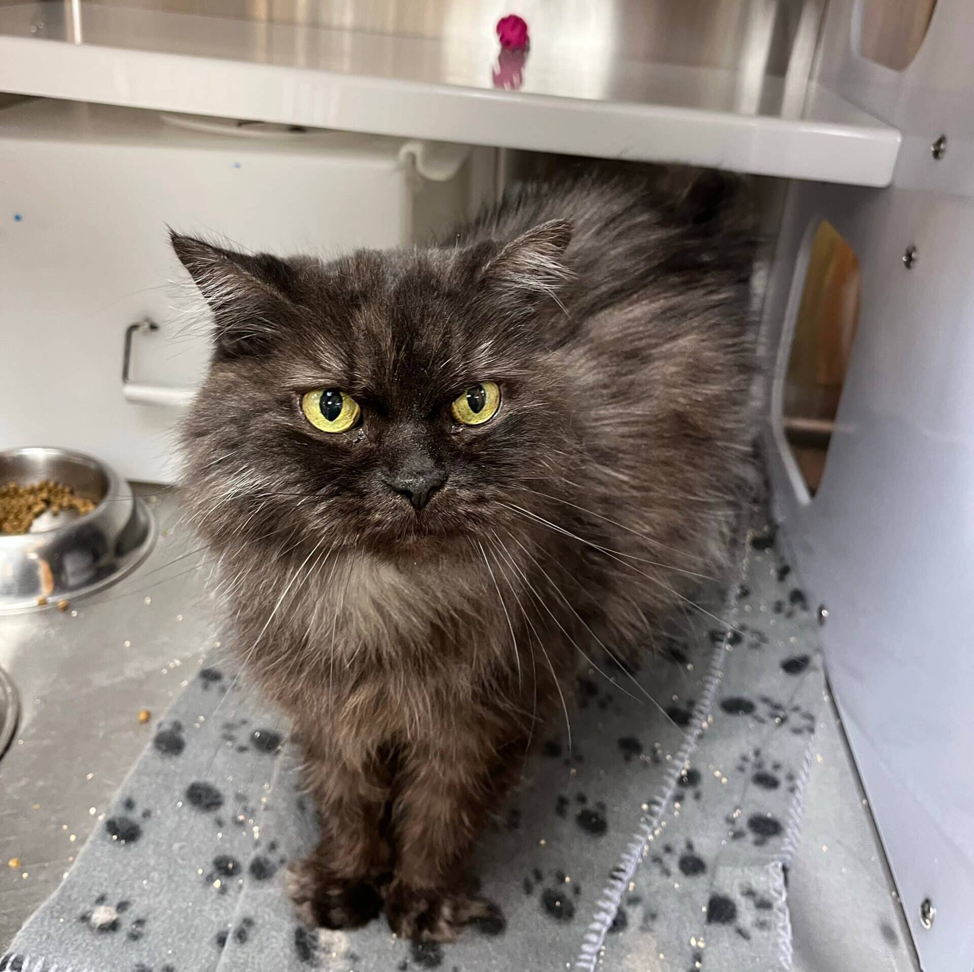 Buddy-Charly - Domestic Short Hair available for adoption