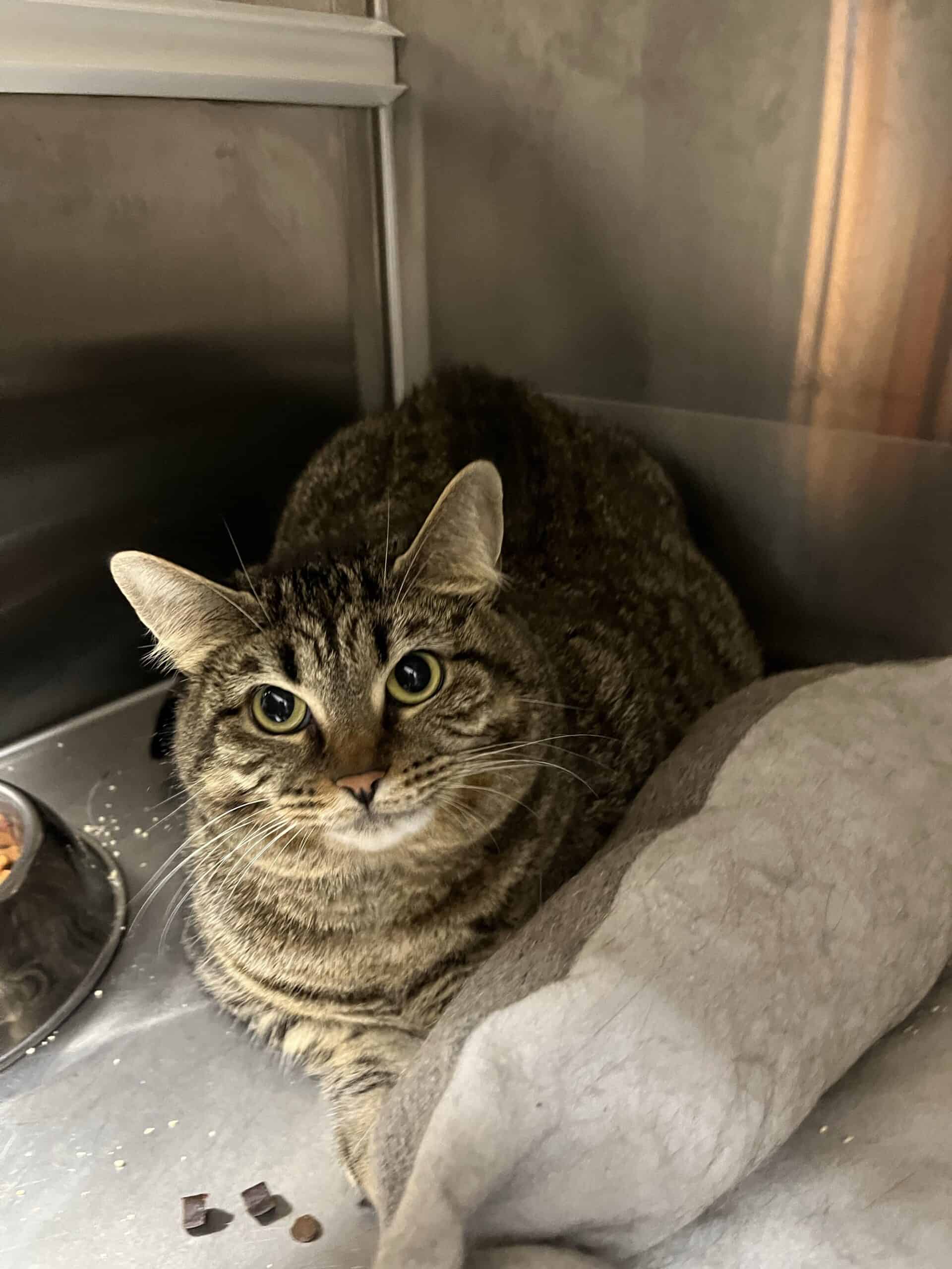 P’tite P’tite - Domestic Short Hair cat available for adoption at Proanima in Boucherville