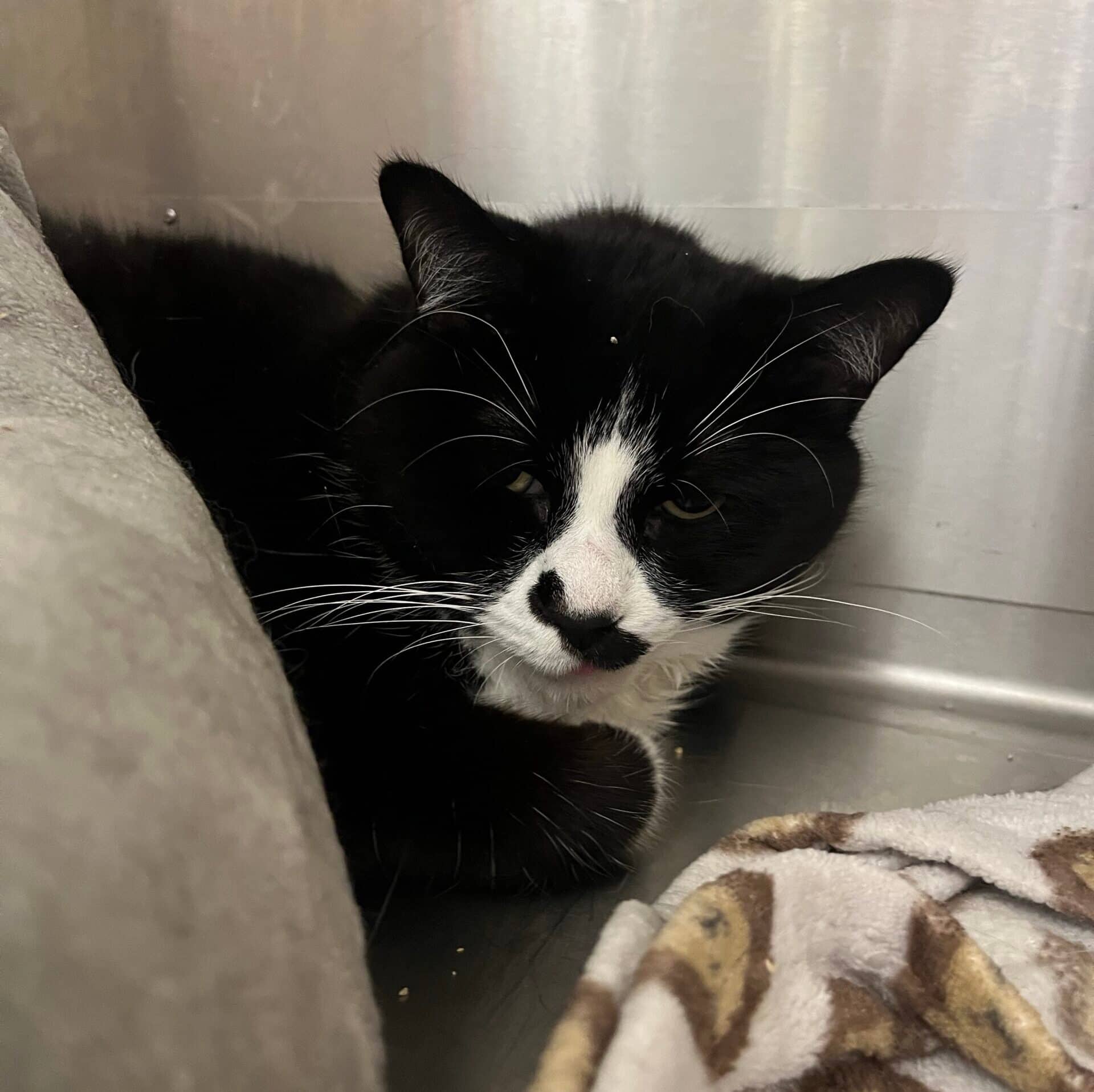 Moustache - Domestic Short Hair available for adoption