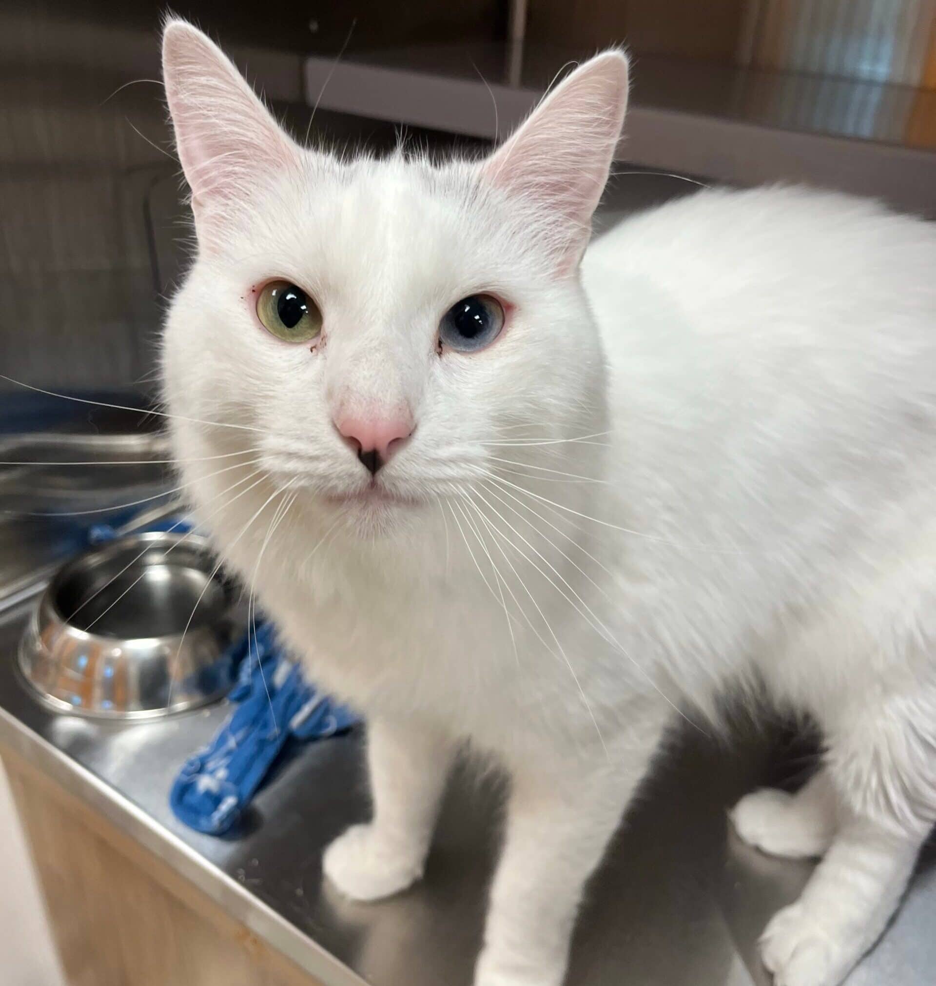 Nuage - Domestic Short Hair available for adoption