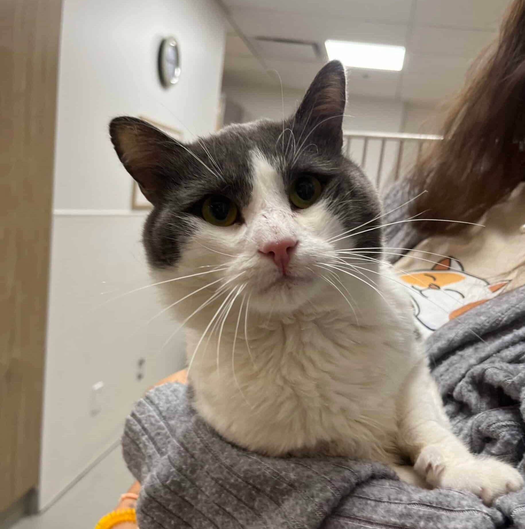 Cocottier - Domestic Short Hair available for adoption
