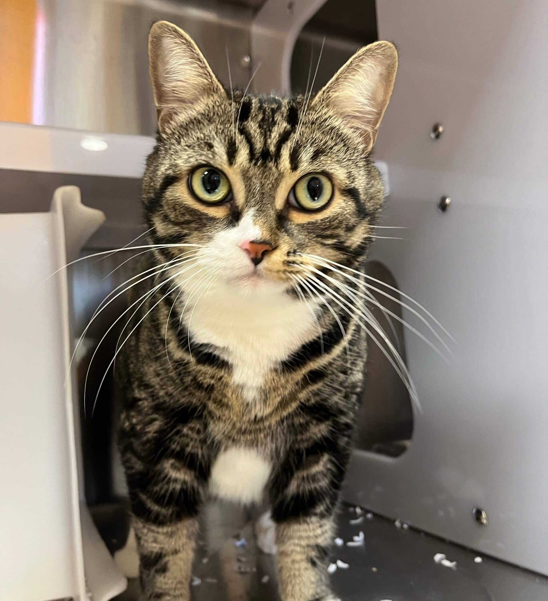 Cloé - Domestic Short Hair available for adoption