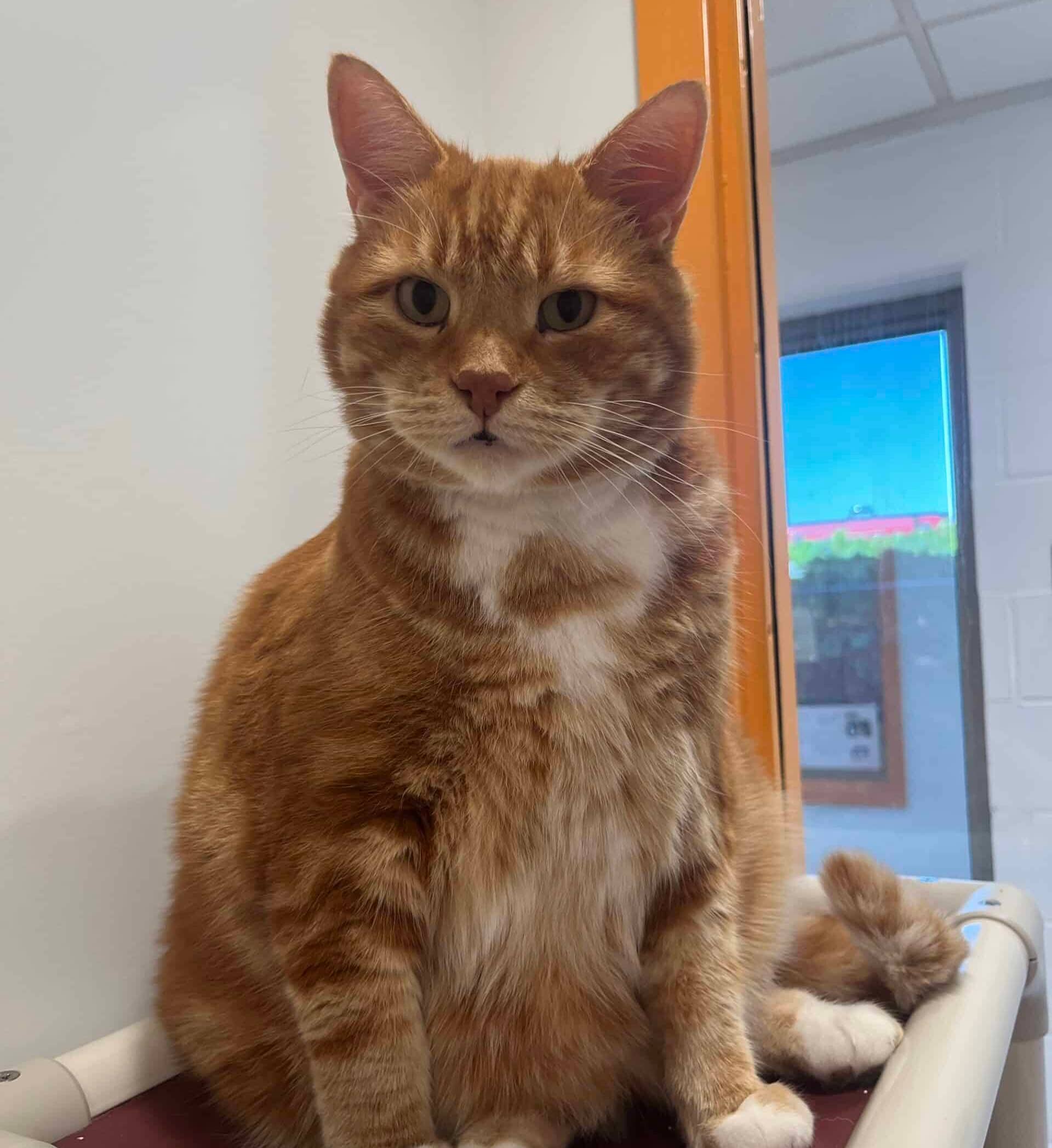 Moustache - Domestic Short Hair available for adoption