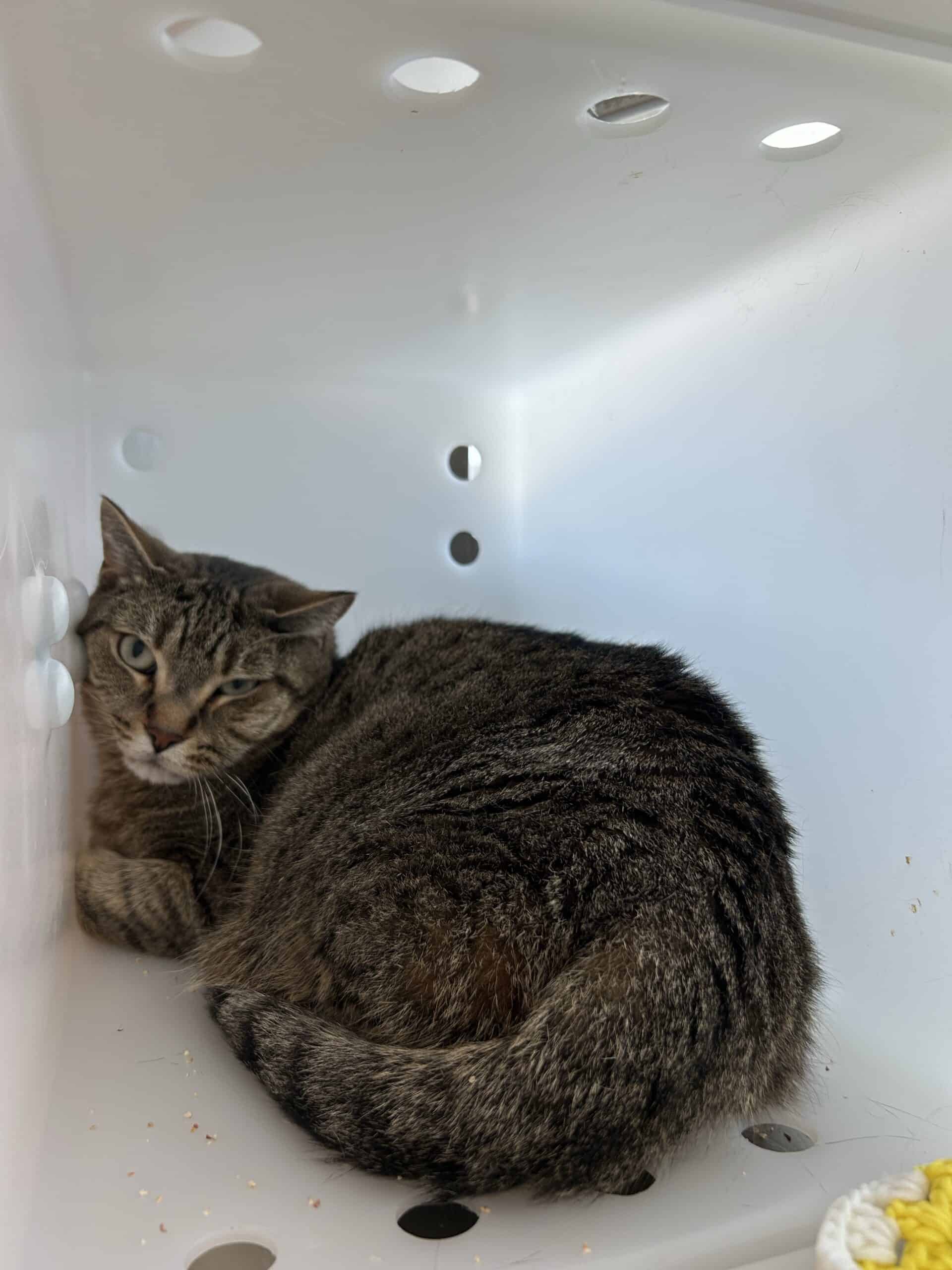 Grisou - Domestic Short Hair cat available for adoption at Proanima in Montreal