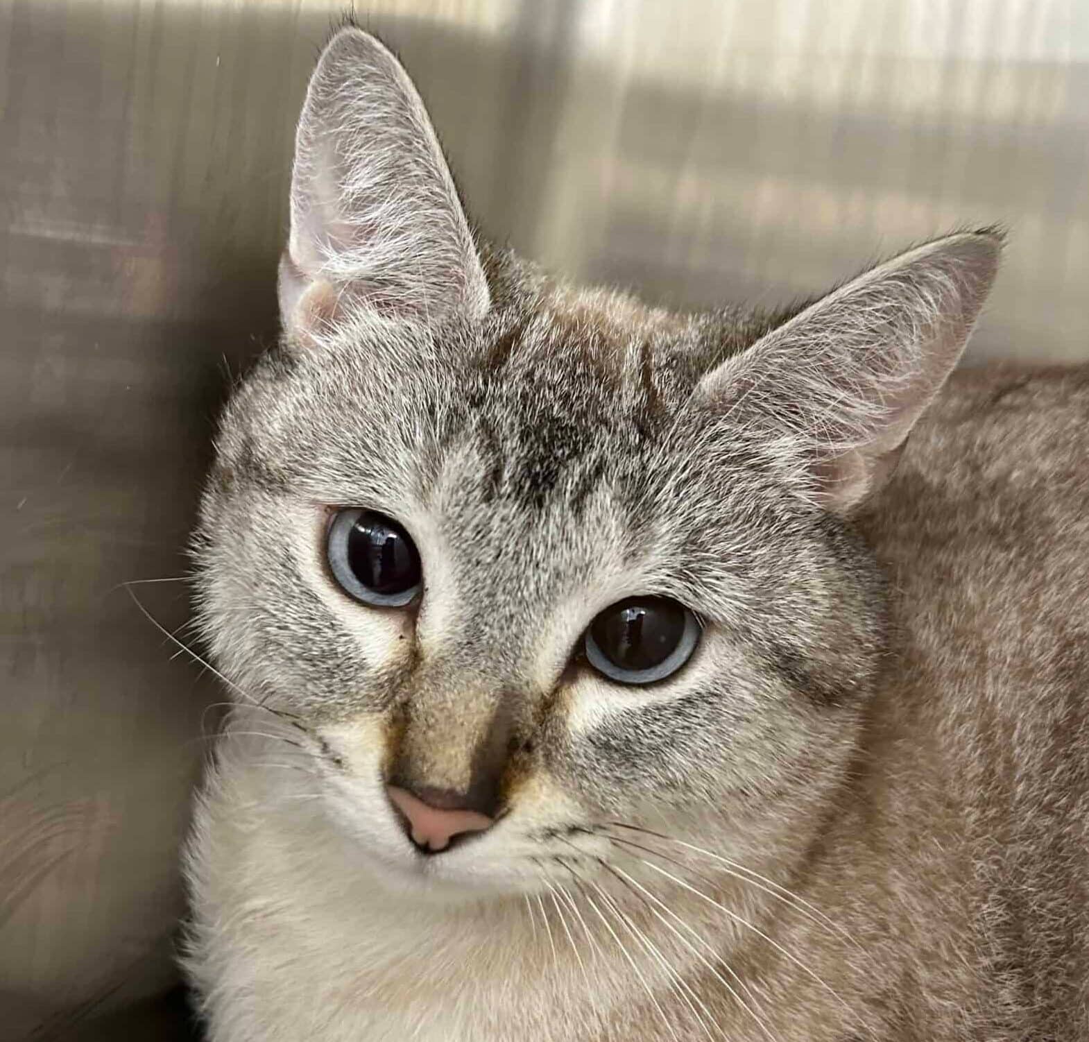 Lili - Domestic Short Hair cat available for adoption at Proanima in Montreal