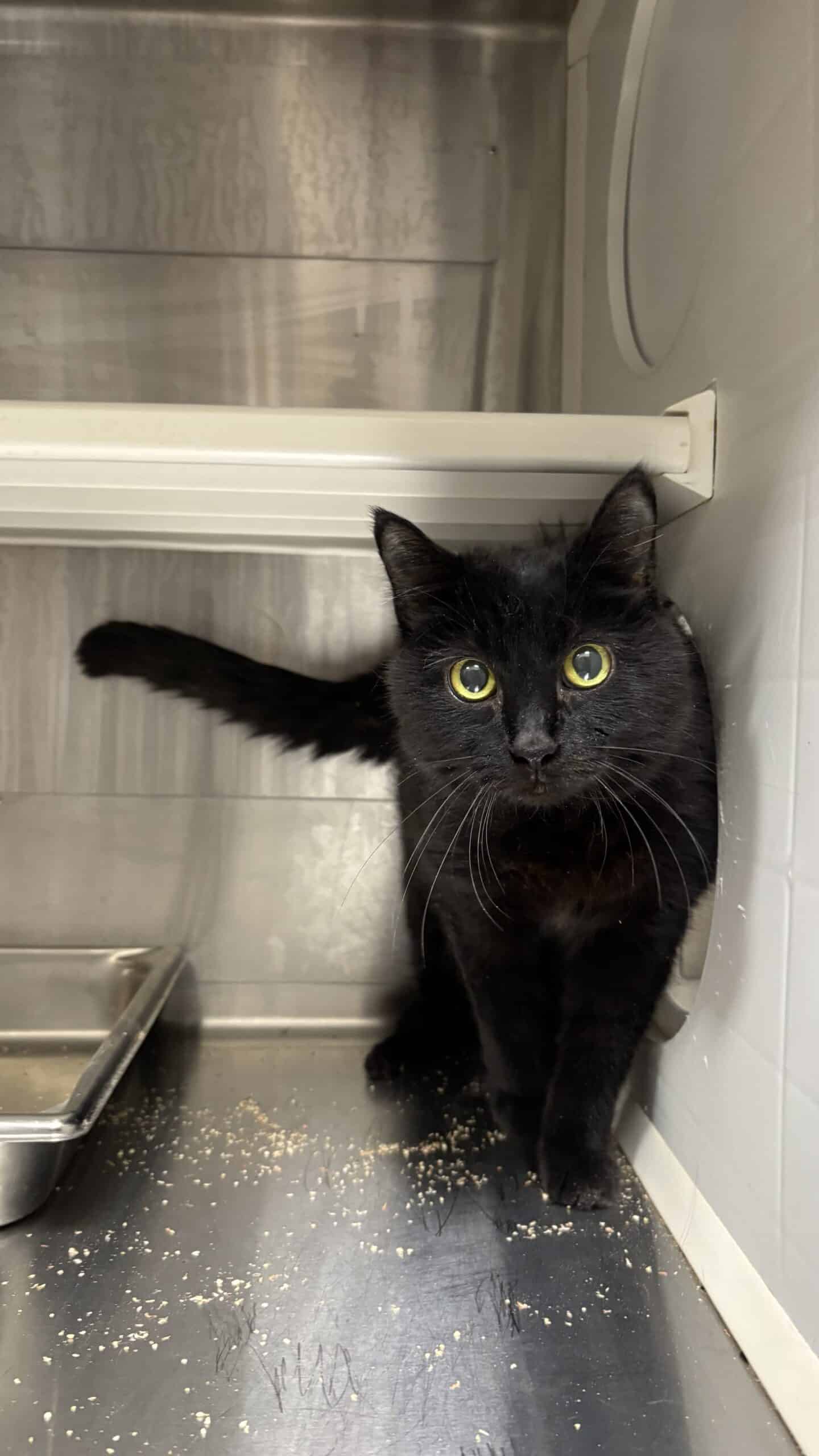 Frimousse - Domestic Short Hair cat available for adoption at Proanima in Boucherville