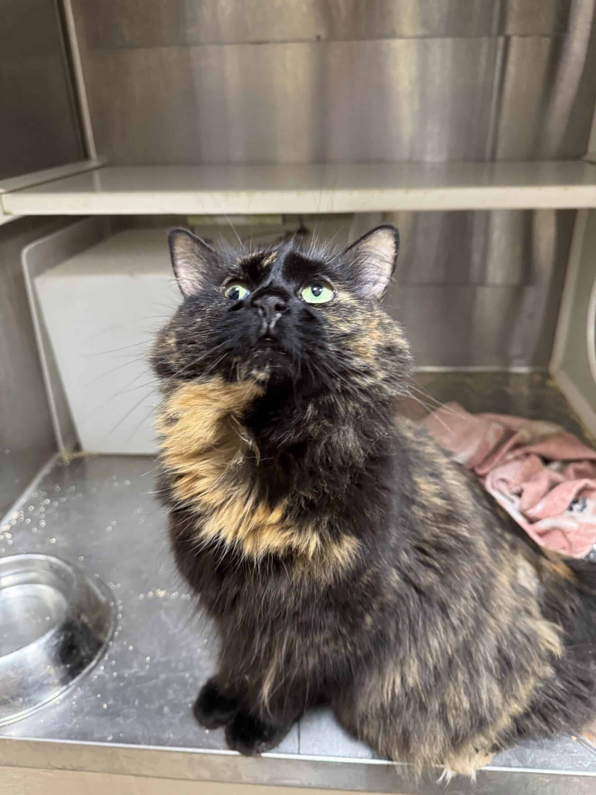 Mina - Domestic Short Hair available for adoption