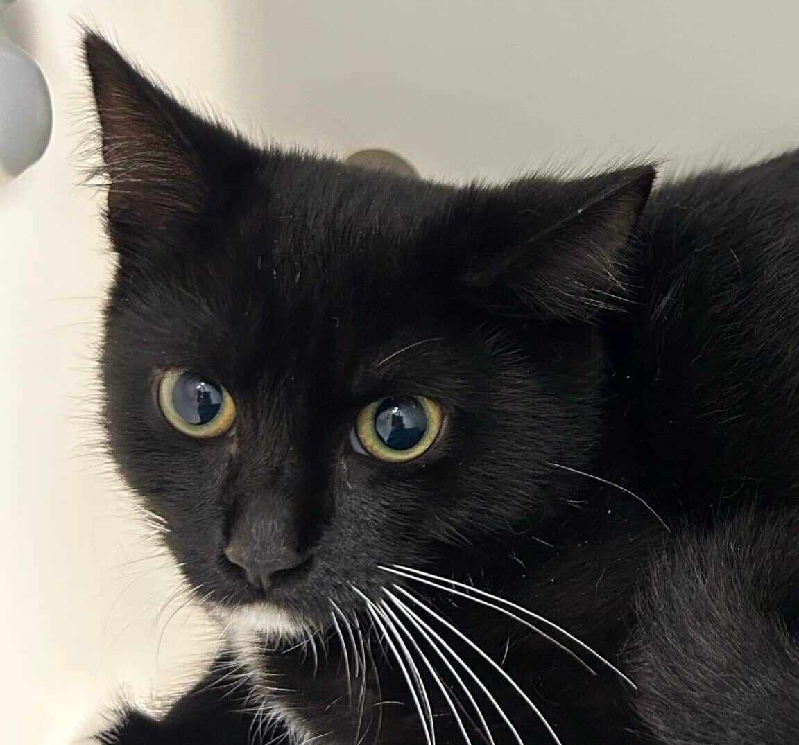 Courgette - Domestic Short Hair cat available for adoption at Proanima in Montreal