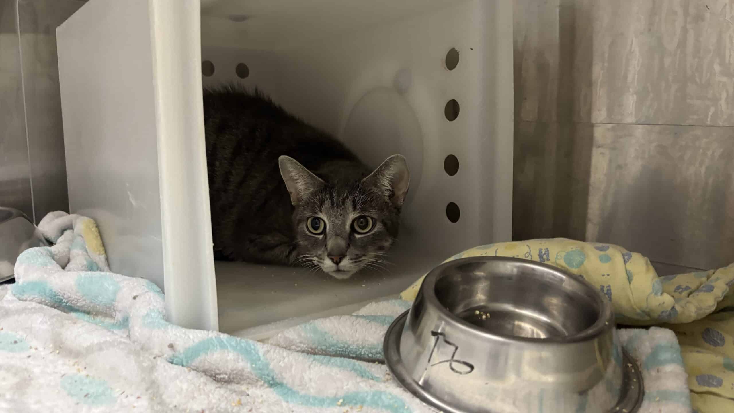 Needoh - Domestic Short Hair cat available for adoption at Proanima in Boucherville