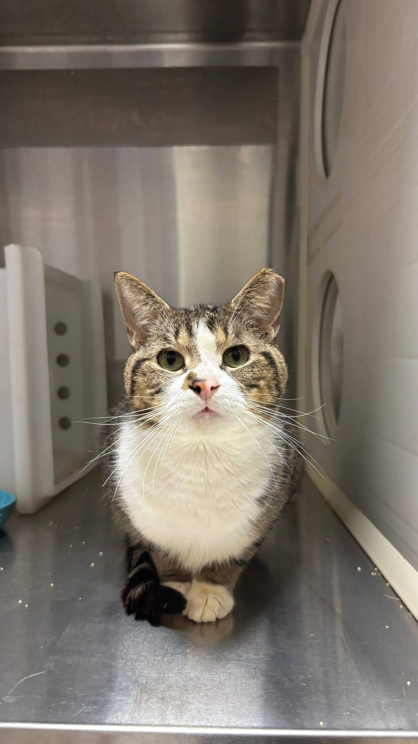 Argon - Domestic Short Hair available for adoption