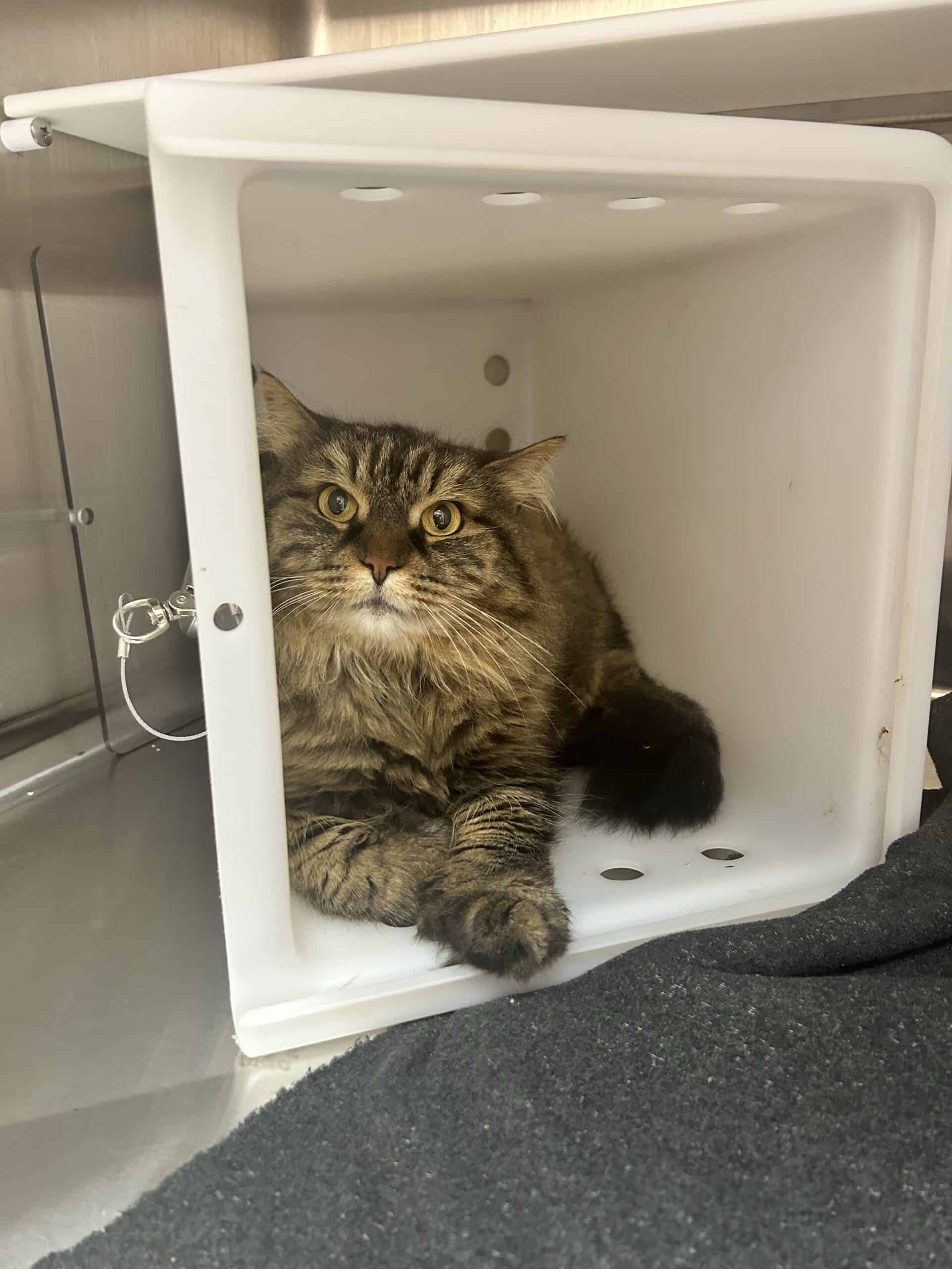 Aliénor d’Aquitaine - Domestic Short Hair cat available for adoption at Proanima in Montreal
