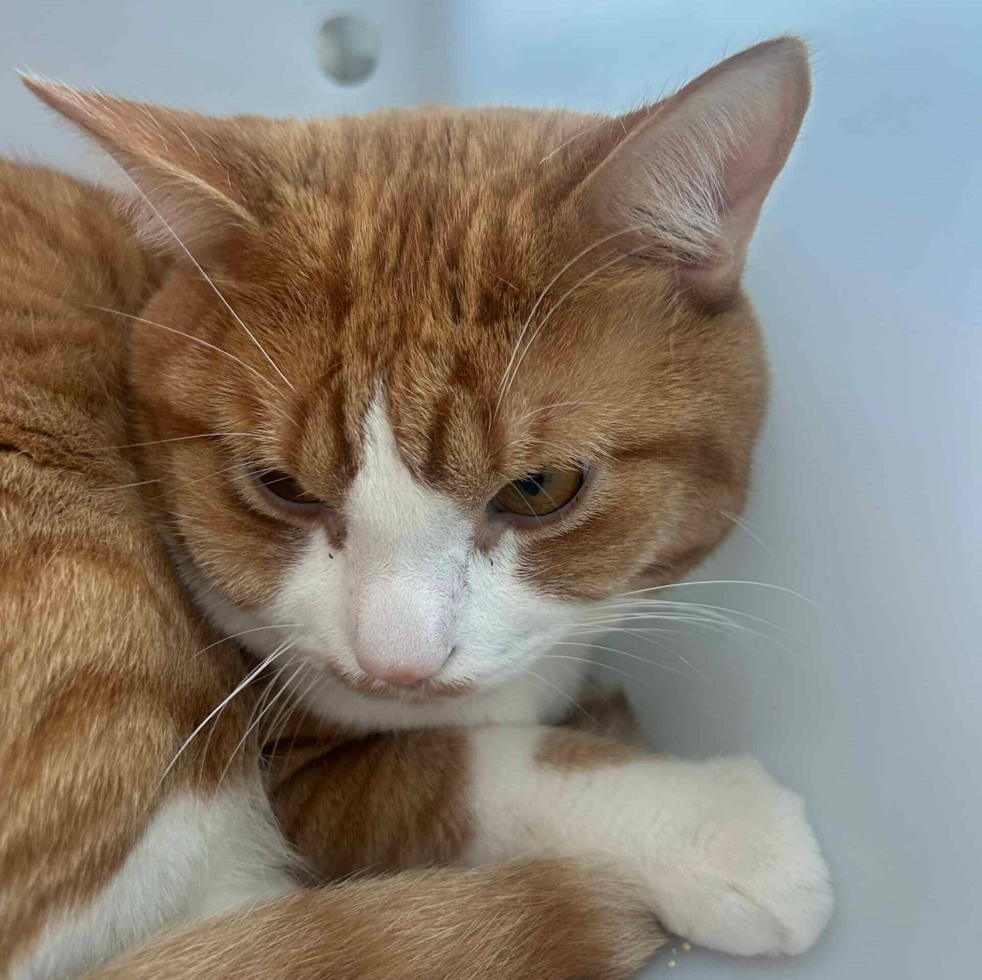 Houdini - Domestic Short Hair cat available for adoption at Proanima in Boucherville