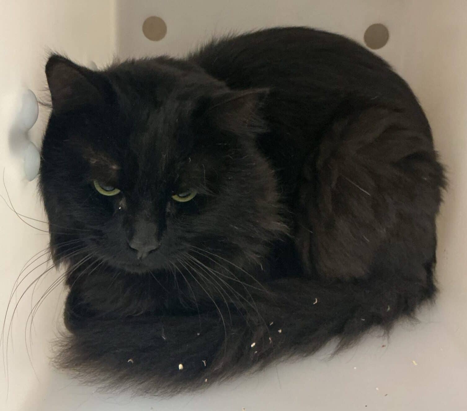 Miauchael - Domestic Short Hair cat available for adoption at Proanima in Montreal