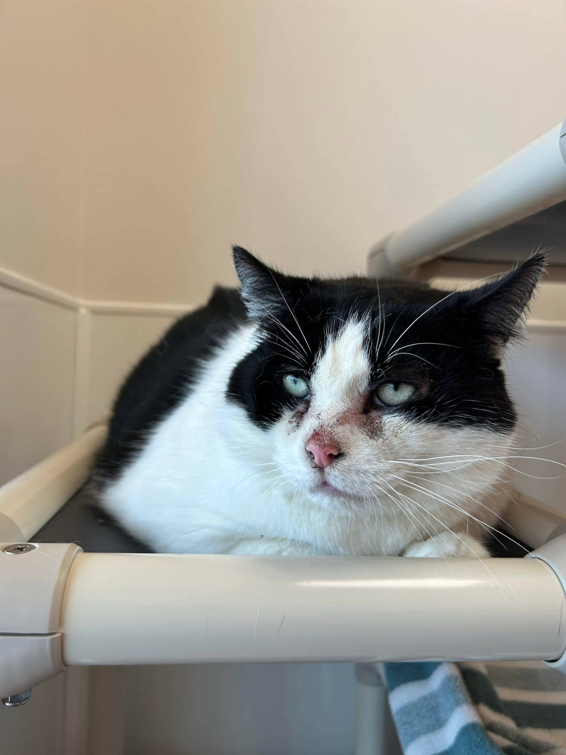 Natrel - Domestic Short Hair cat available for adoption at Proanima in Montreal