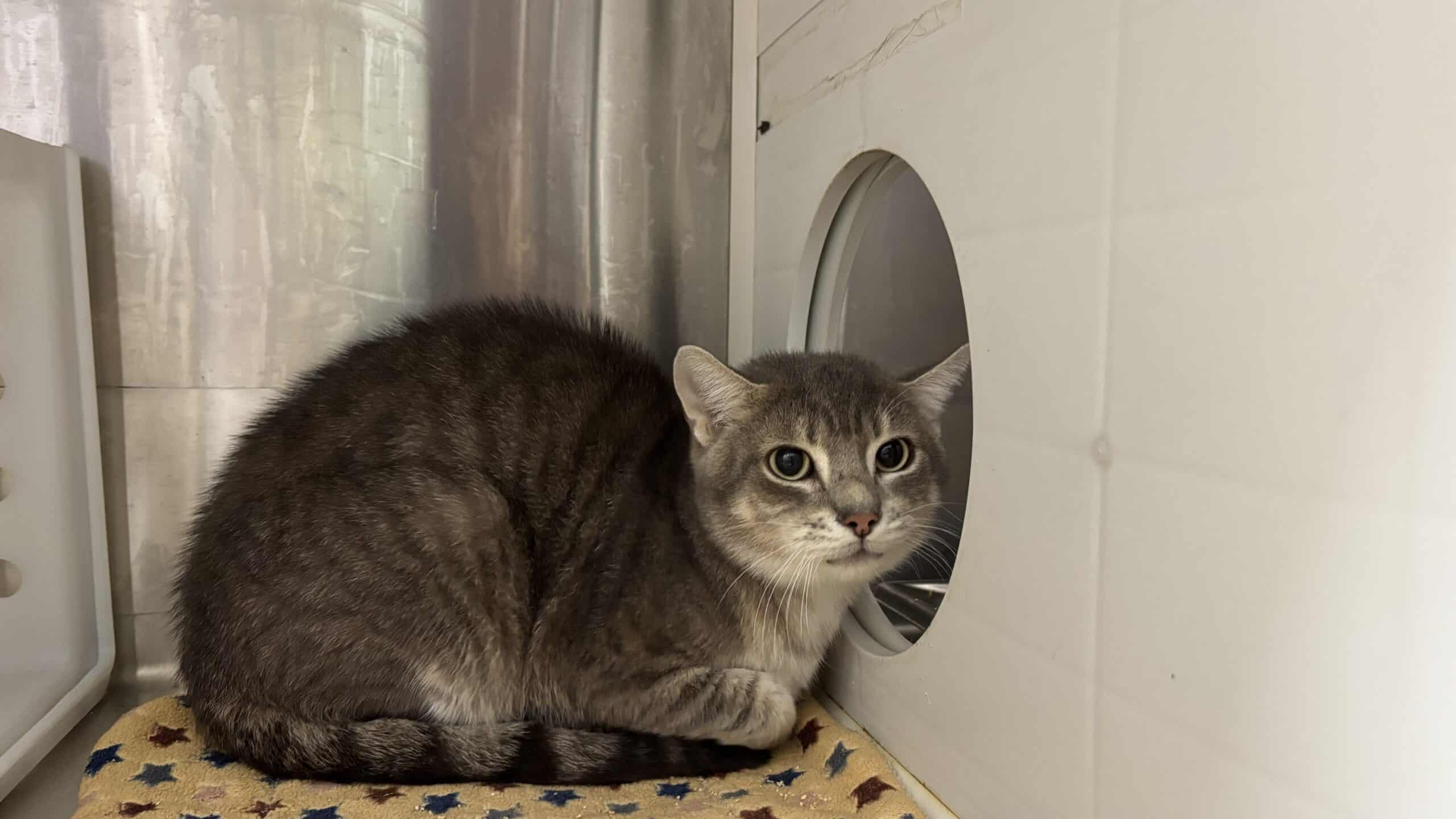 Timbit gâteau d’anniversaire - Domestic Short Hair available for adoption