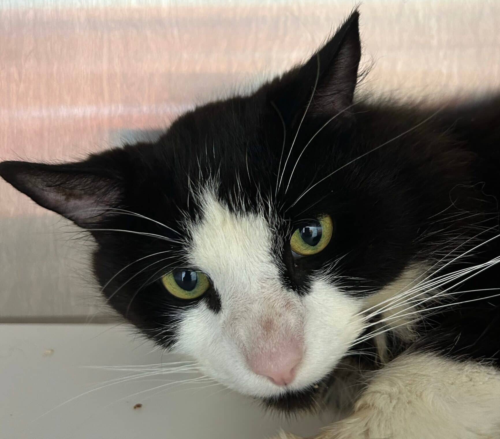 Paul - Domestic Short Hair available for adoption