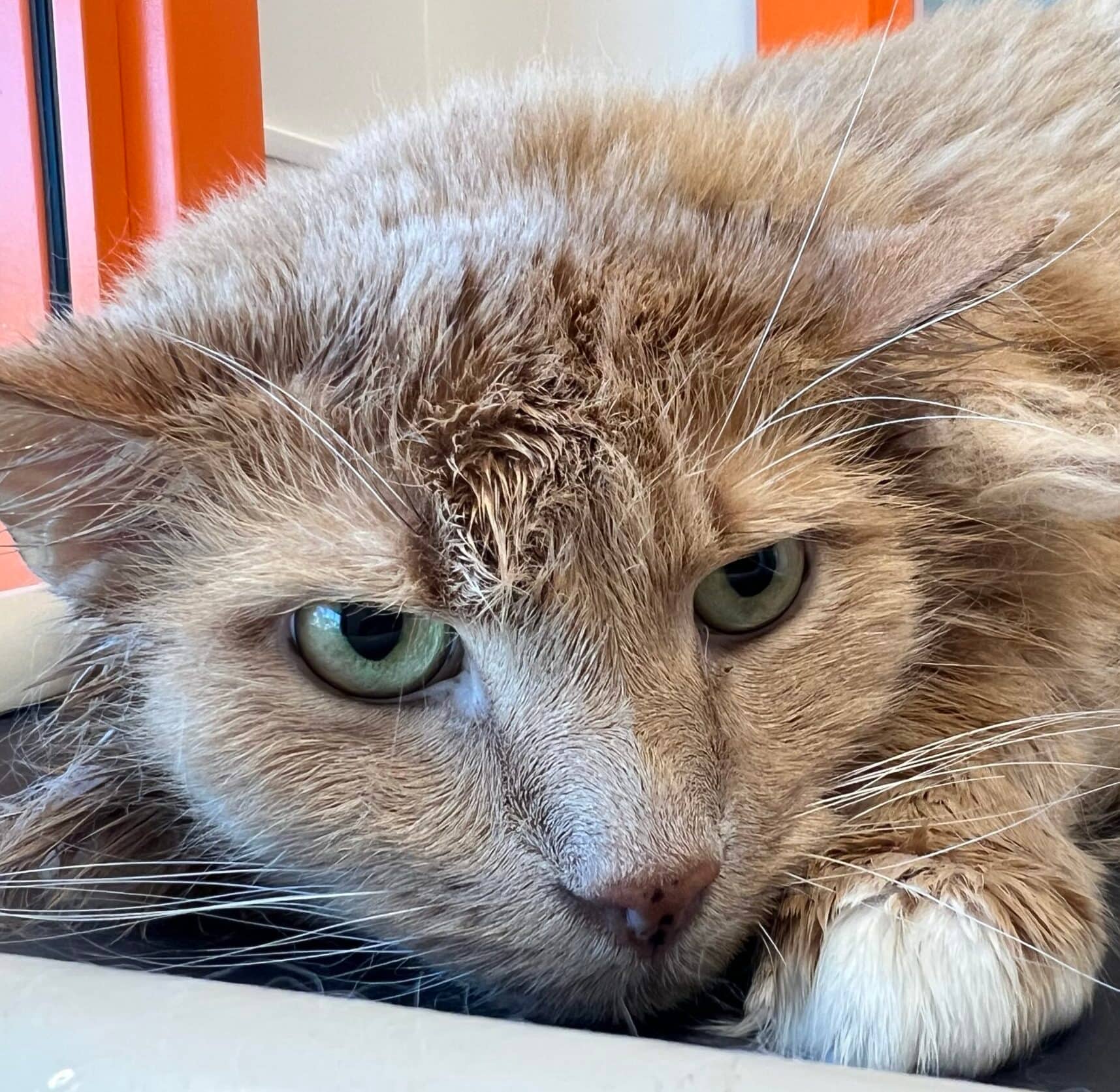 Tiger - Domestic Short Hair cat available for adoption at Proanima in Montreal