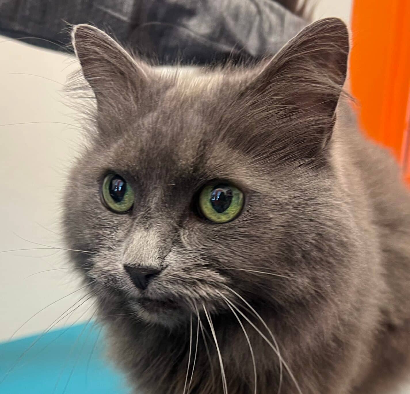 Willo - Domestic Short Hair cat available for adoption at Proanima in Montreal