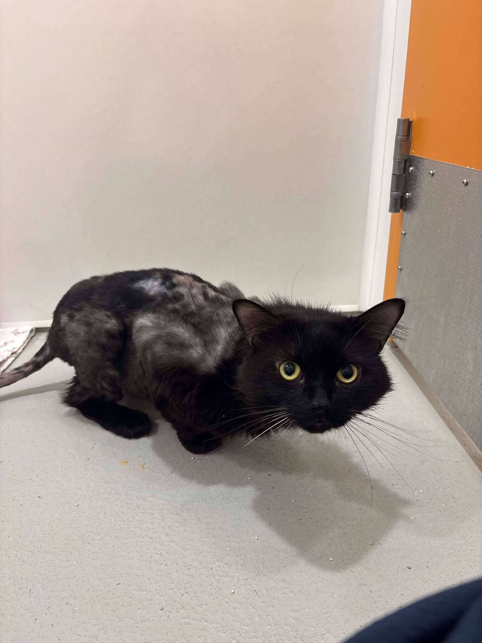 Étoile Filante - Domestic Short Hair cat available for adoption at Proanima in Boucherville