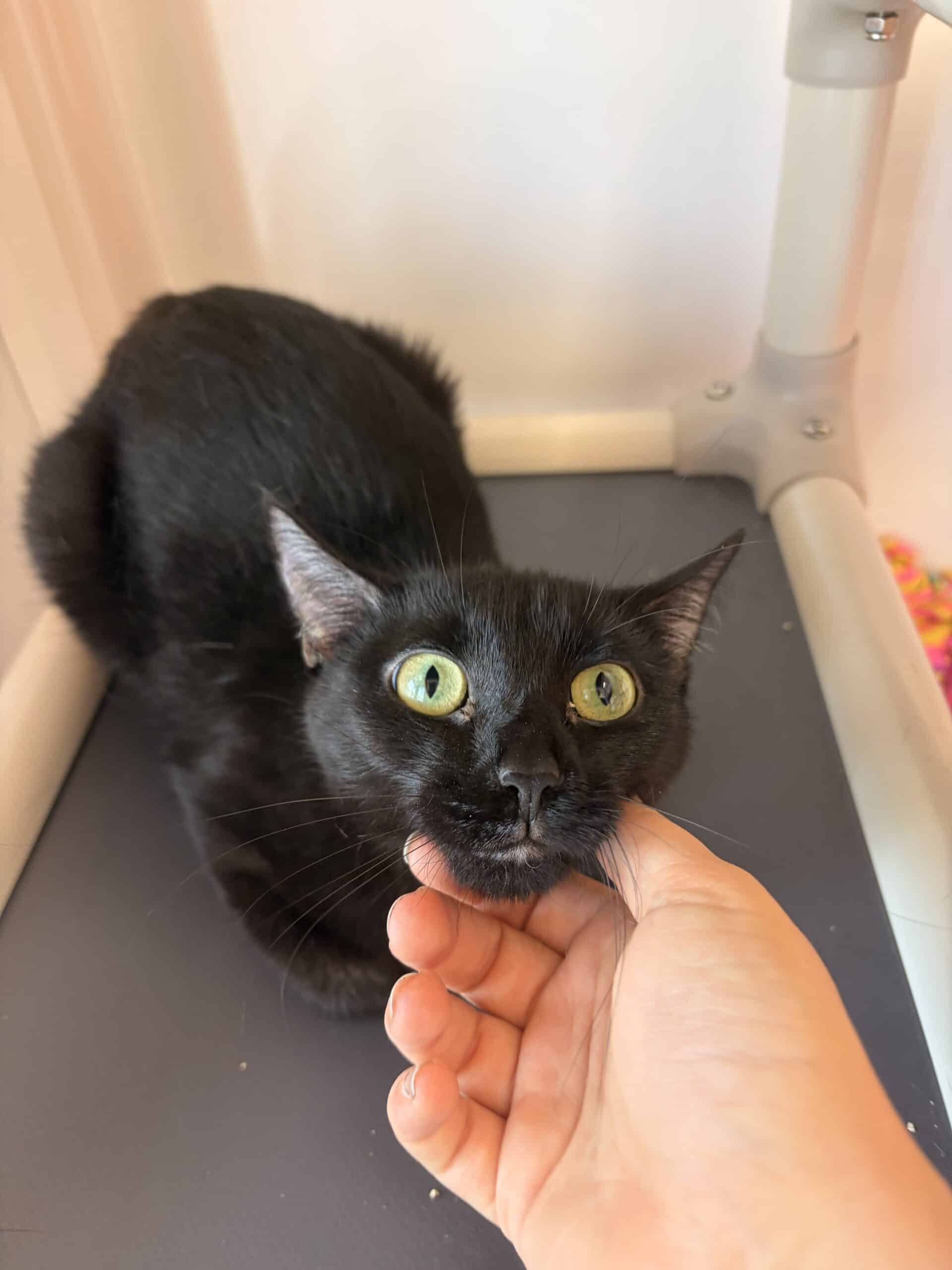 Tite-fille - Domestic Short Hair available for adoption