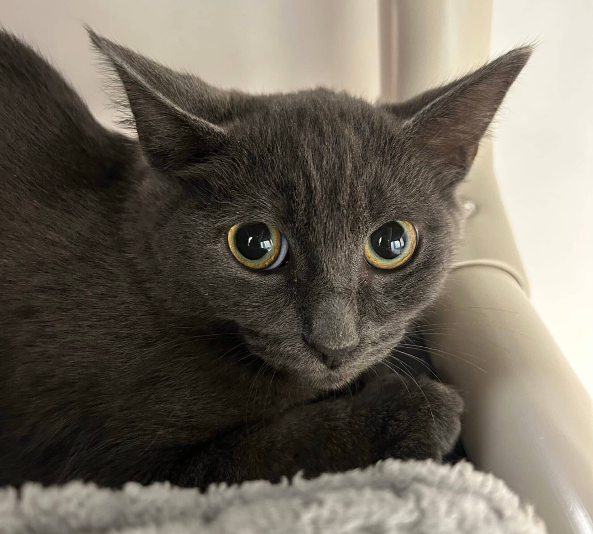 Manel - Domestic Short Hair cat available for adoption at Proanima in Montreal