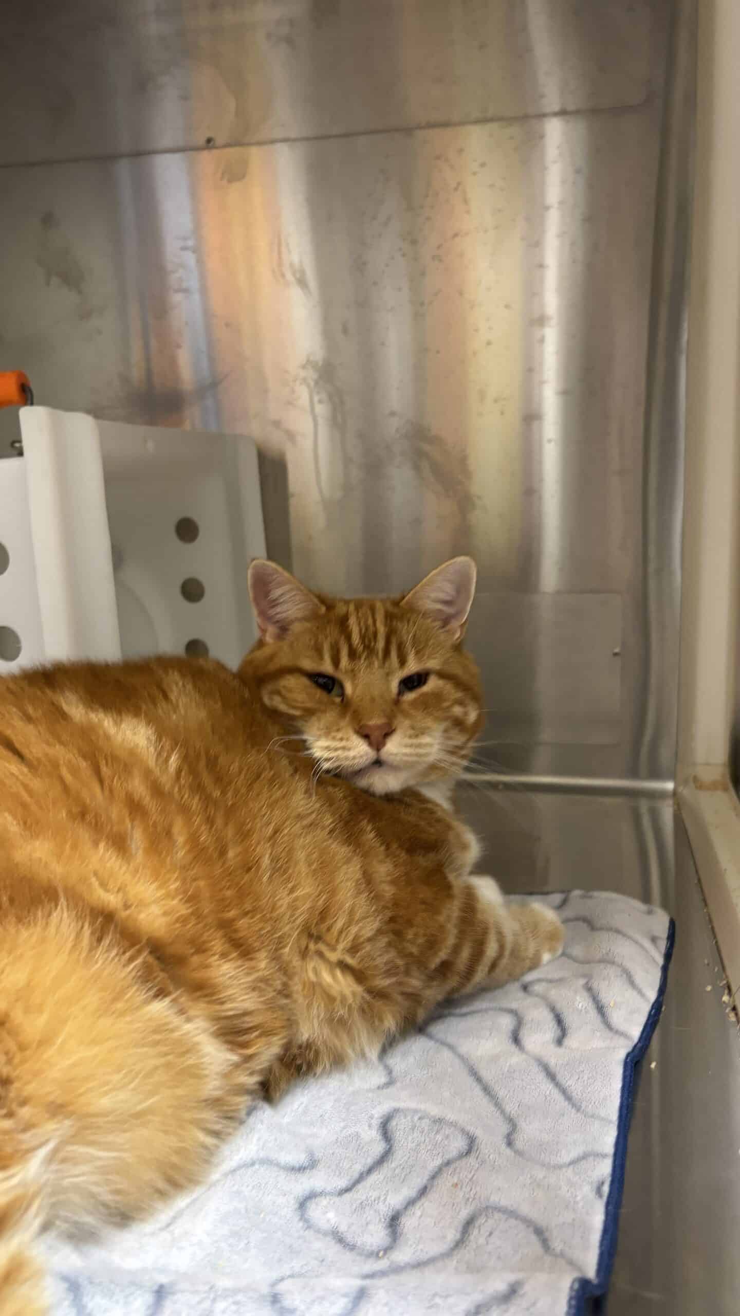 Moustache - Domestic Short Hair cat available for adoption at Proanima in Boucherville