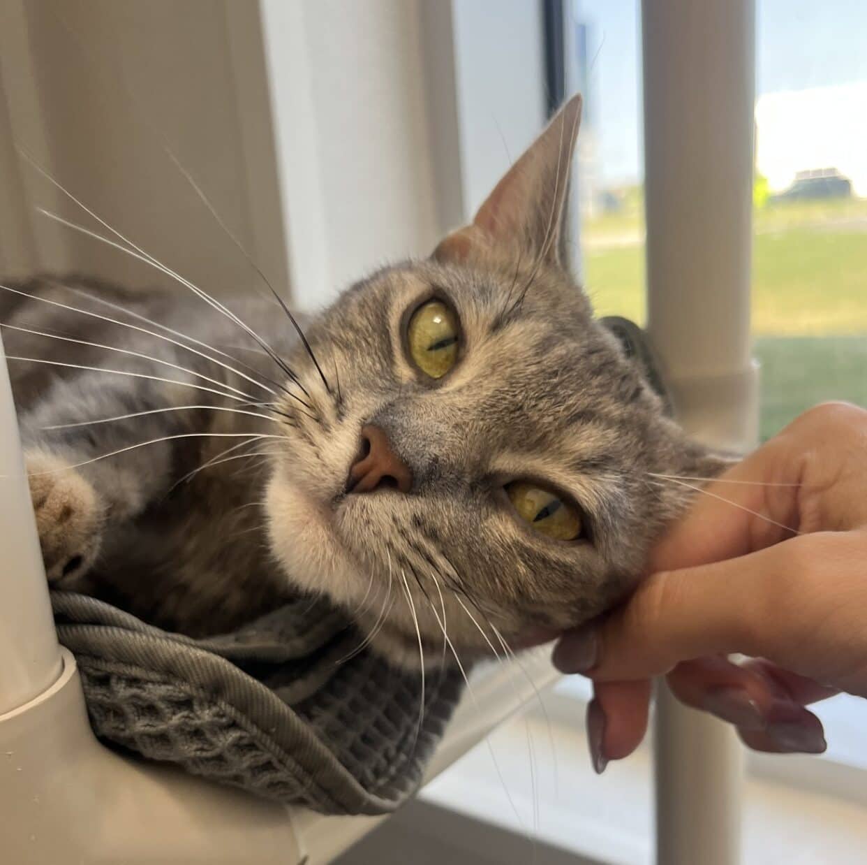 Jaqueline - Domestic Short Hair available for adoption