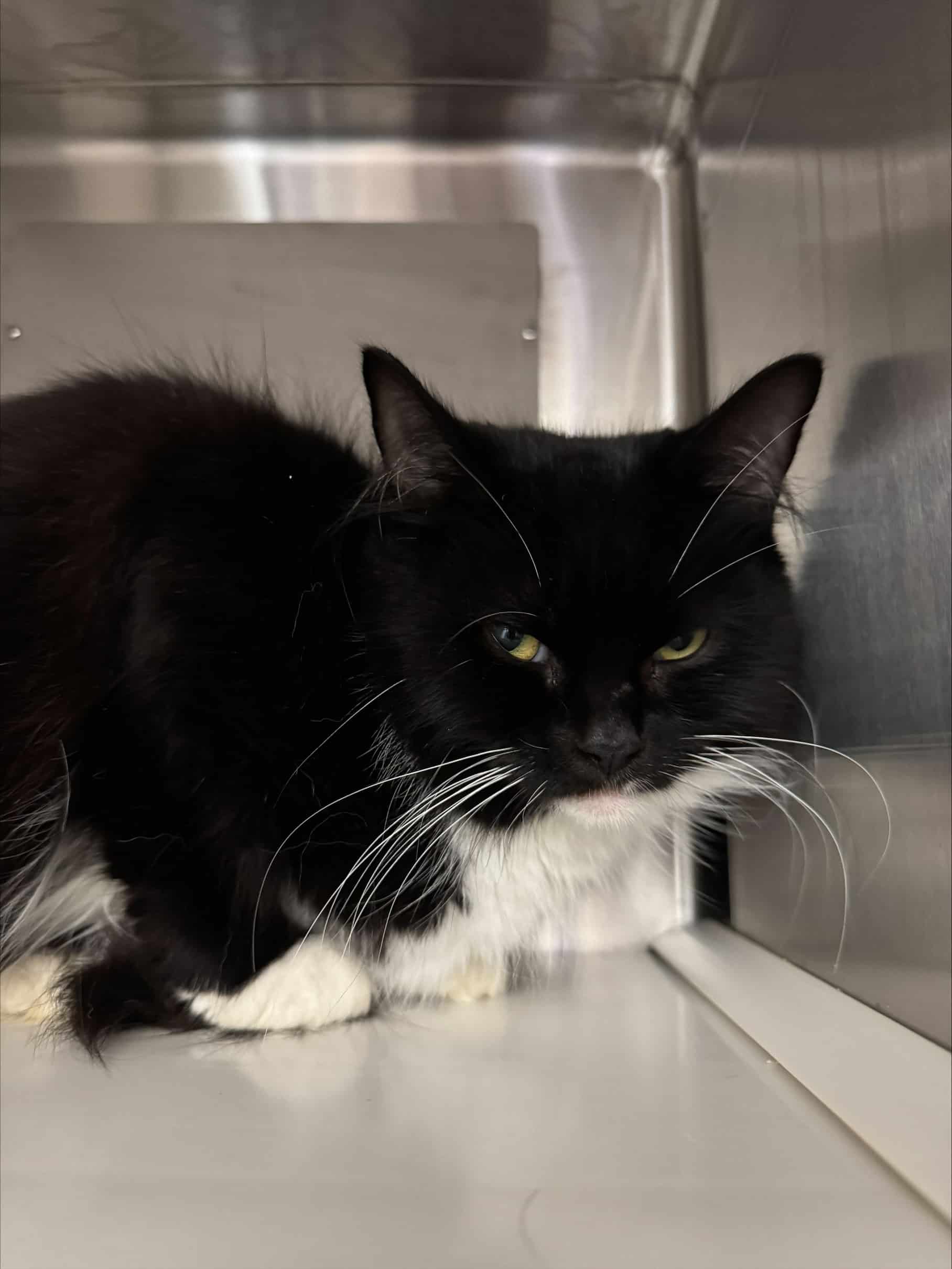 Lili - Domestic Short Hair cat available for adoption in Quebec