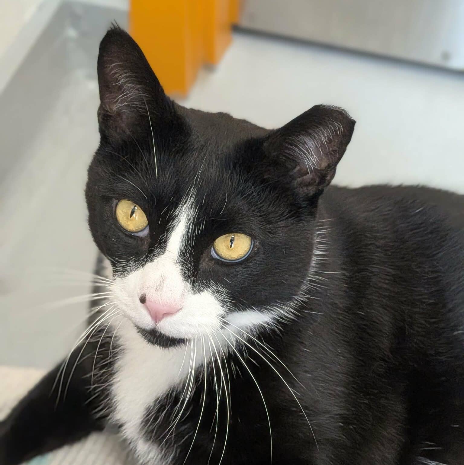 Lion - Domestic Short Hair available for adoption