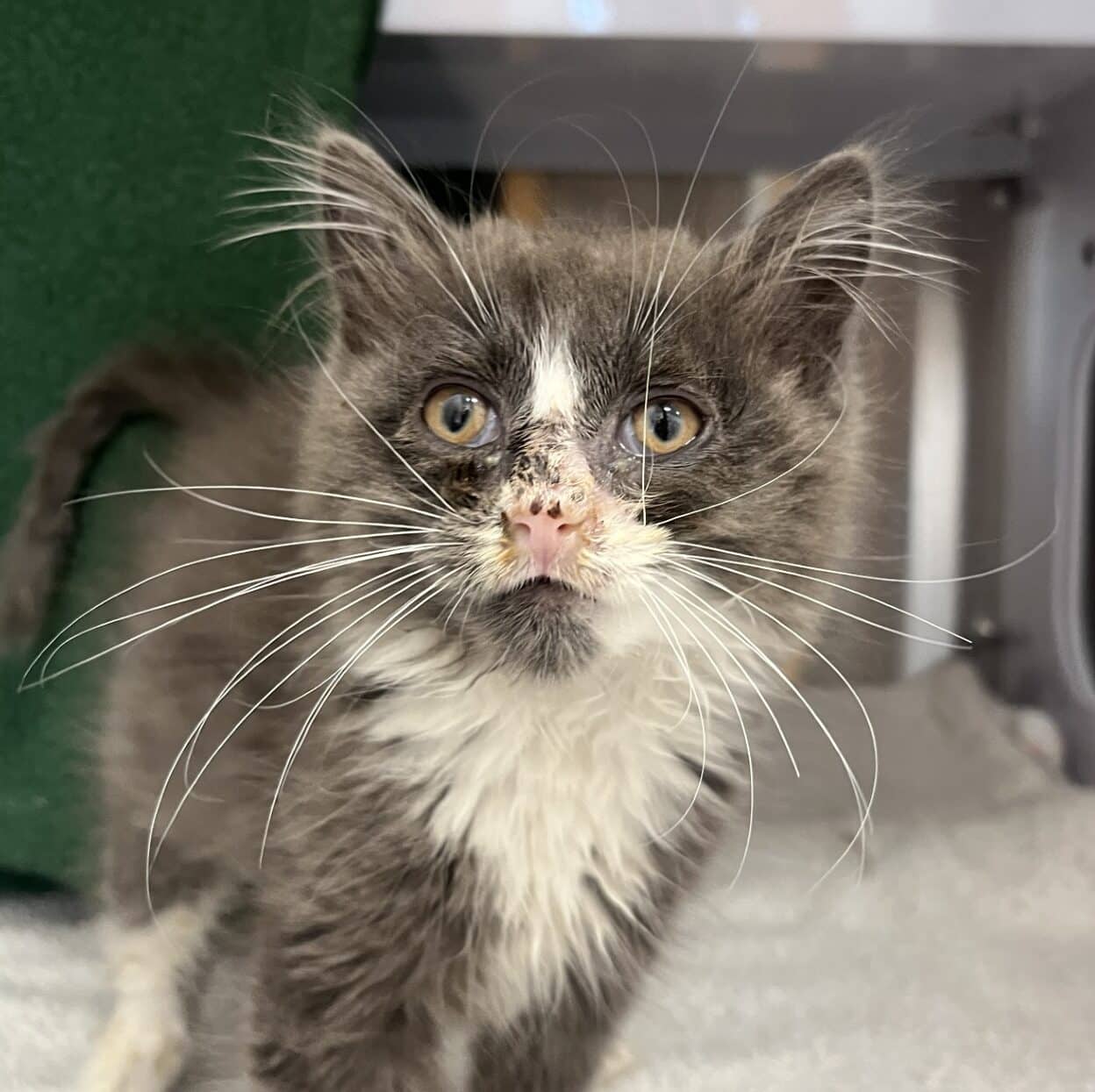Litchis - Domestic Short Hair cat available for adoption at Proanima in Saint-Jean-sur-Richelieu