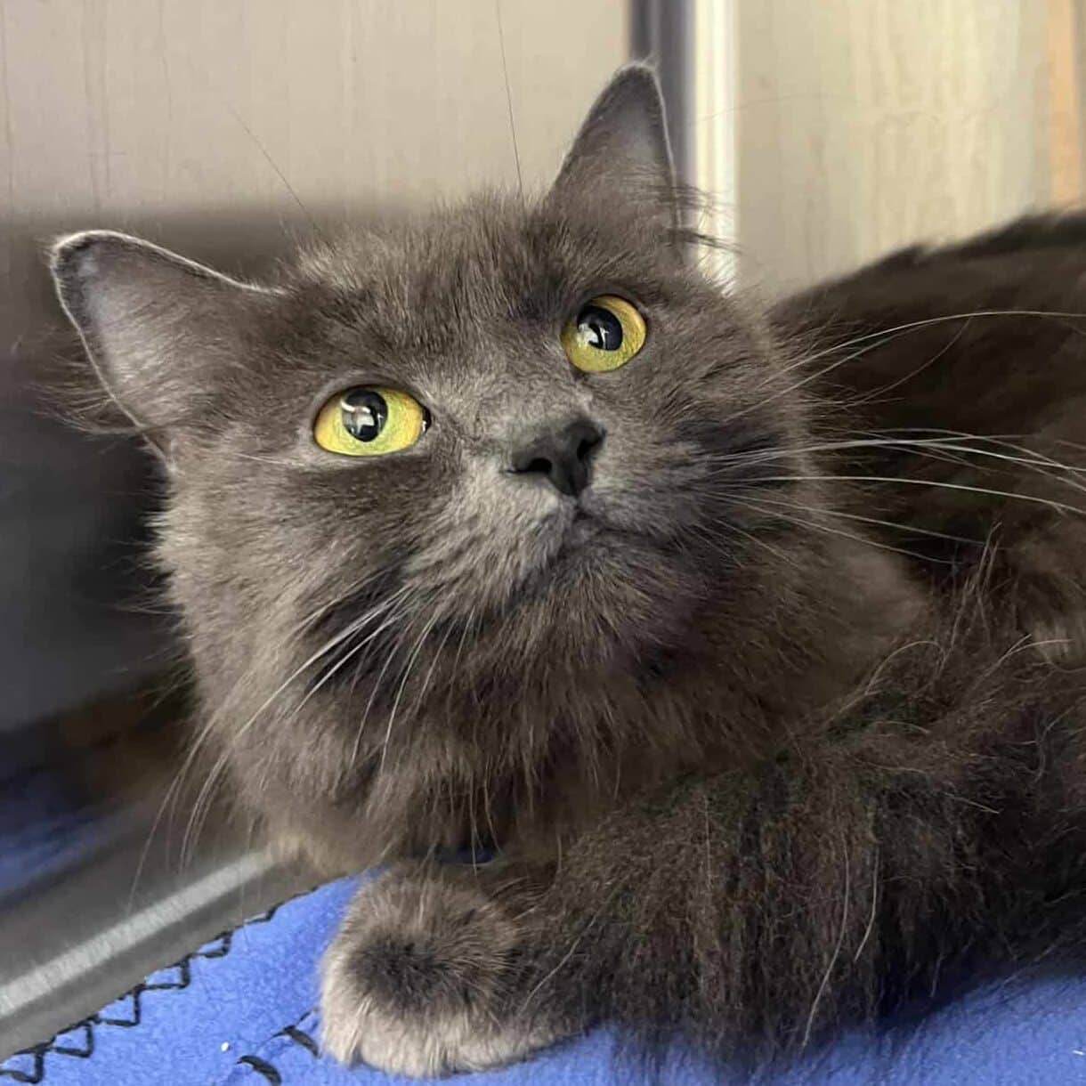 Louna - Domestic Short Hair available for adoption
