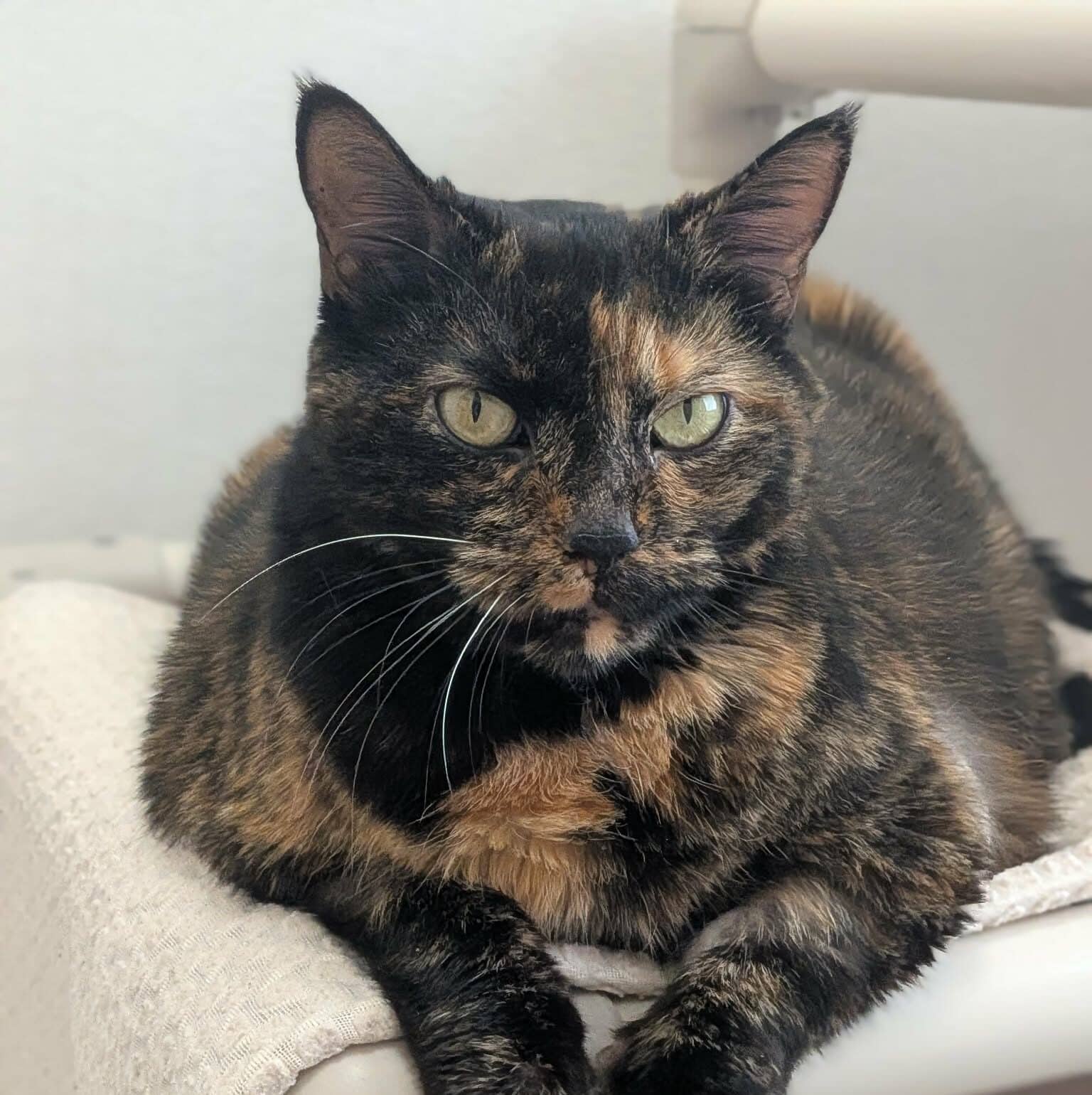 Miss Melon d’eau - Domestic Short Hair available for adoption