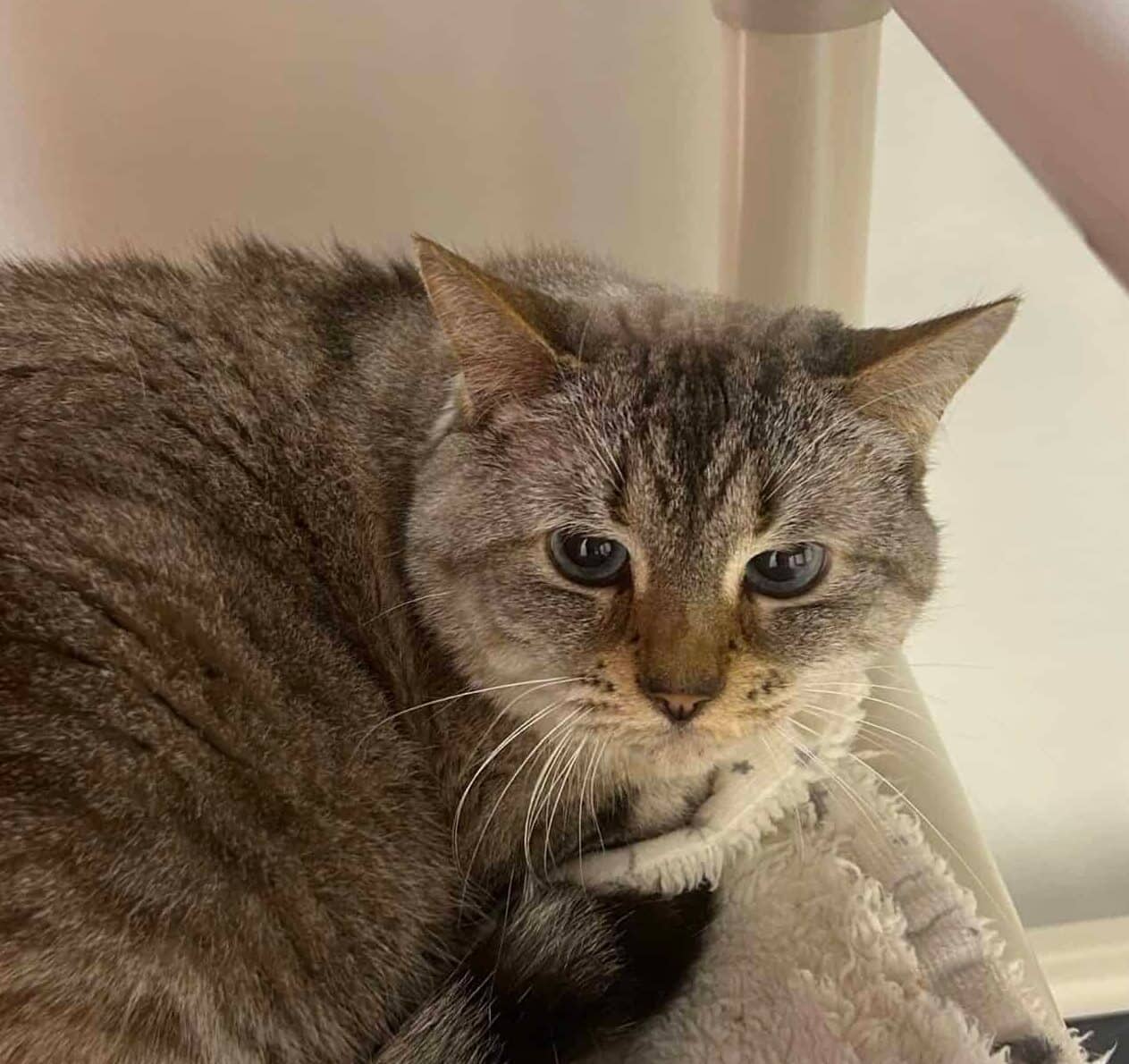Marguerite - Domestic Short Hair cat available for adoption at Proanima in Montreal